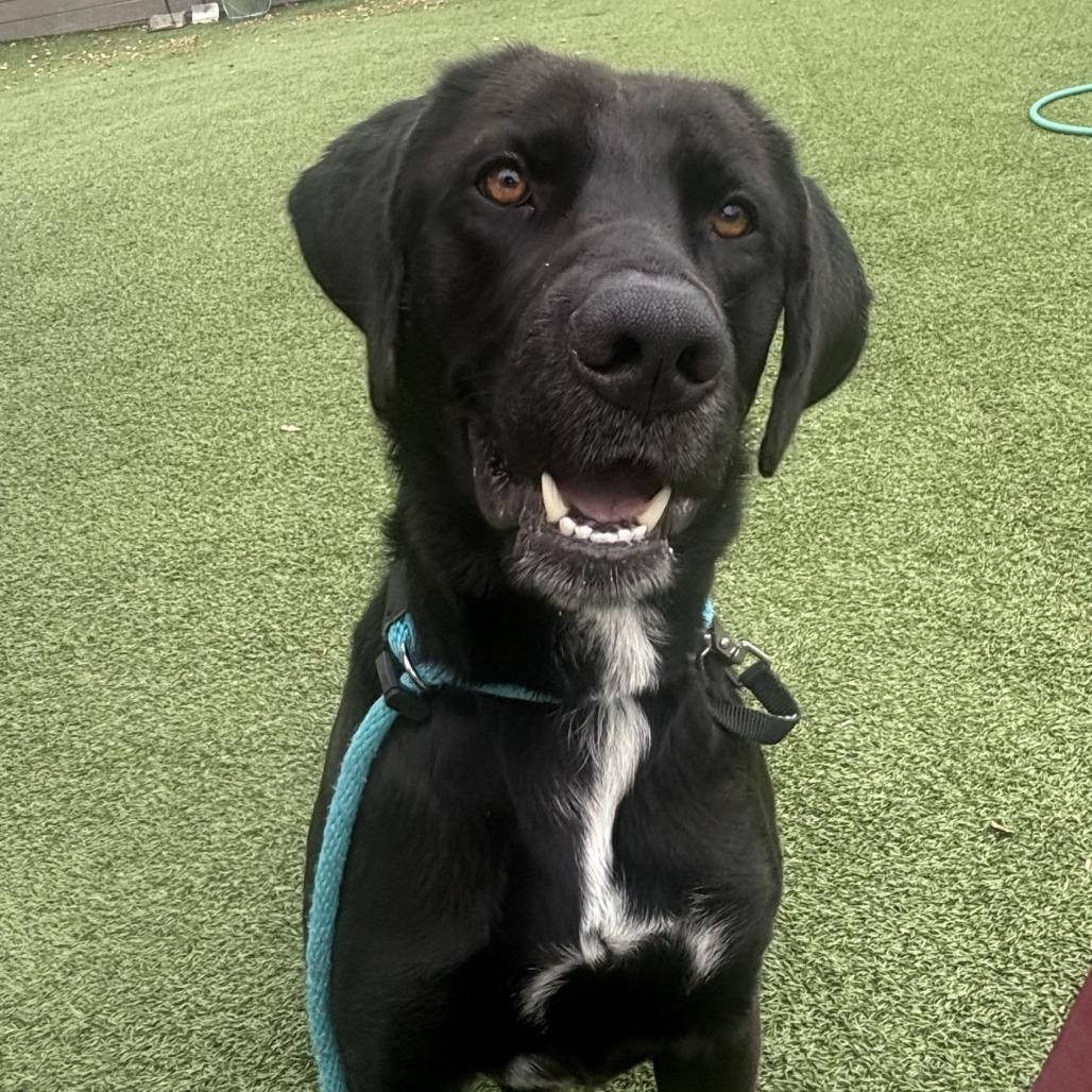 Simon, Adoptable, Adult Male Black Labrador Retriever & Pit Bull Terrier.