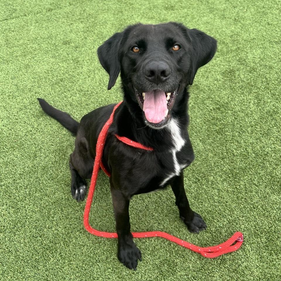 Enlarge Simon, a Adoptable mixed breed in Chattanooga, TN image 2/6