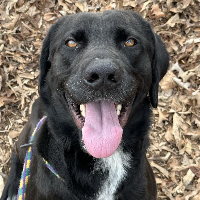 Enlarge Simon, a Adoptable mixed breed in Chattanooga, TN image 2/4