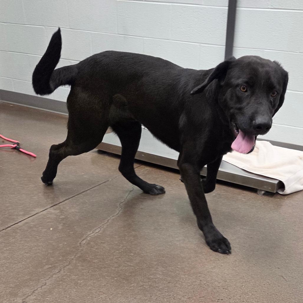 Enlarge Simon, a Adoptable mixed breed in Chattanooga, TN image 4/6