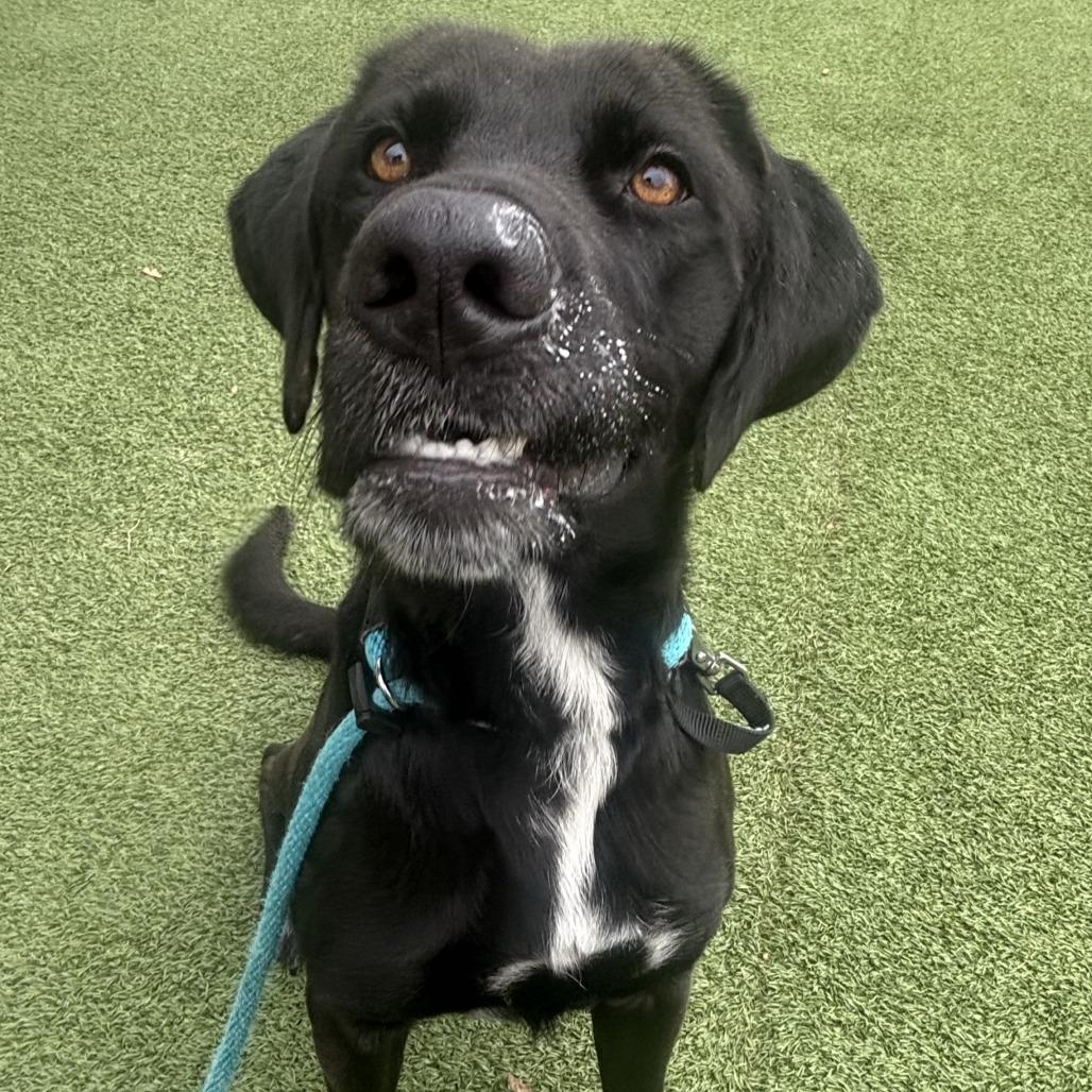 Enlarge Simon, a Adoptable mixed breed in Chattanooga, TN image 3/4