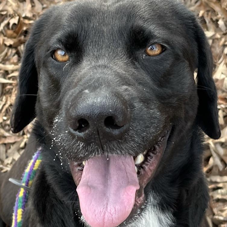 Enlarge Simon, a Adoptable mixed breed in Chattanooga, TN image 4/4