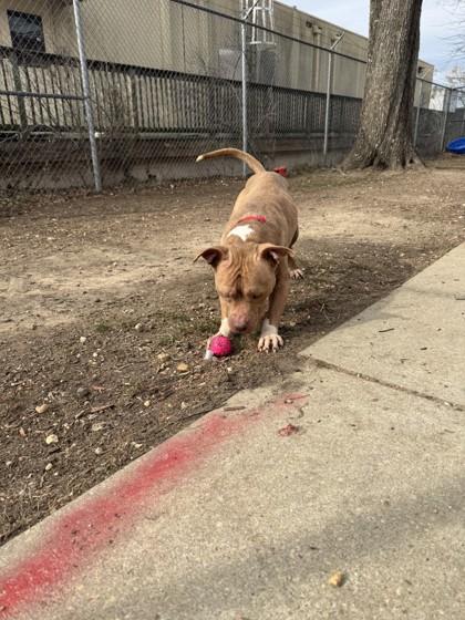 Evander — thumbnail 3