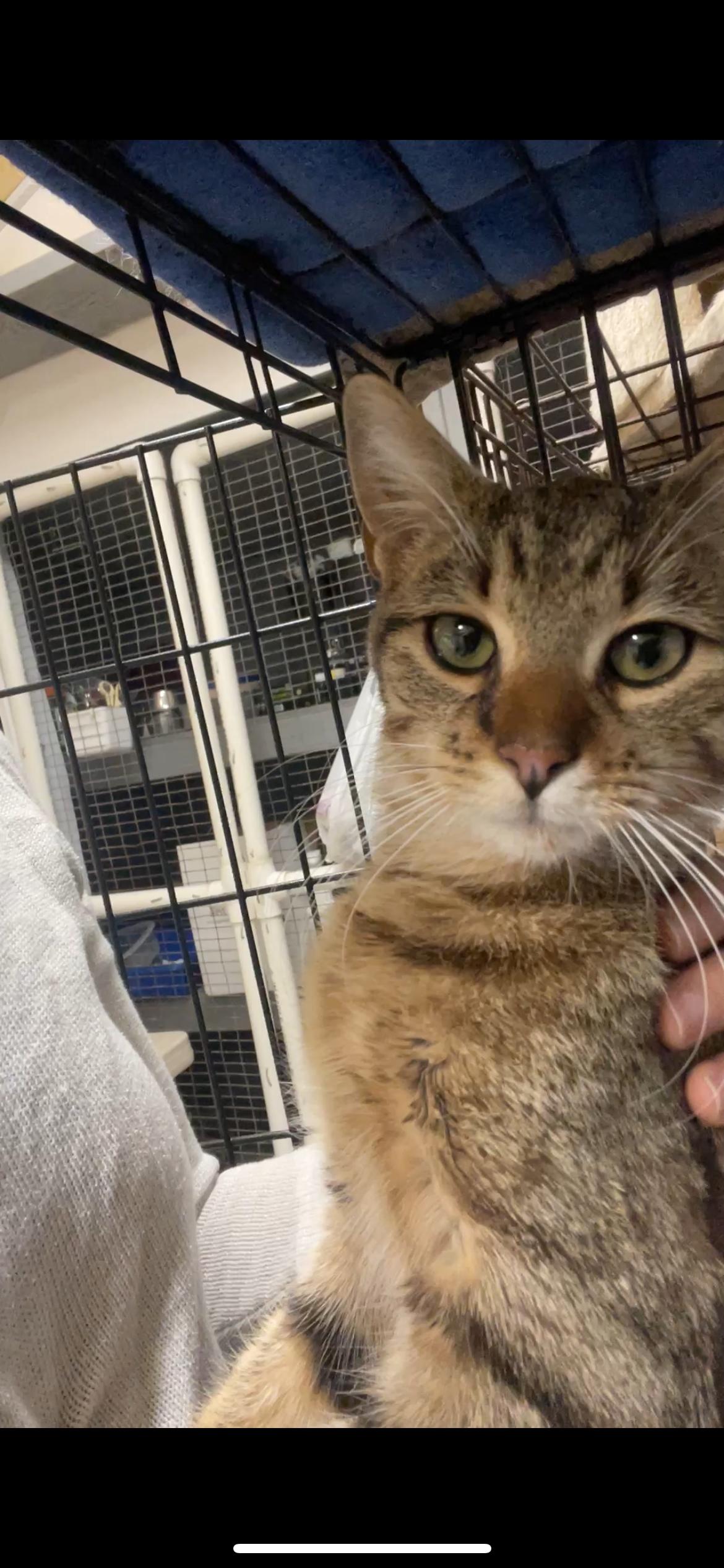 Enlarge Nichie, an adopted Domestic Short Hair in South Ozone Park, NY image 5/5