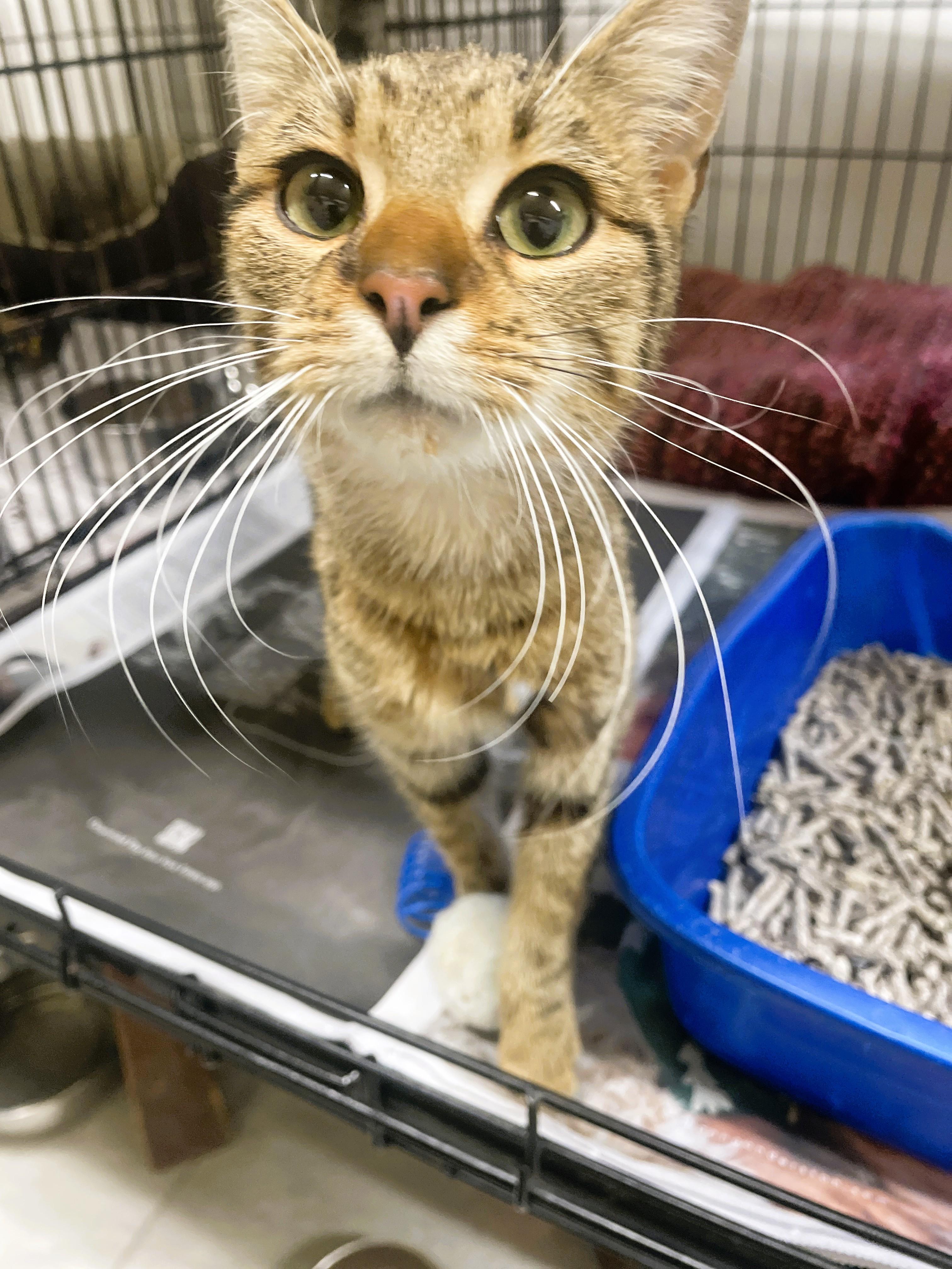 Nichie, adopted, Young Female Domestic Short Hair.