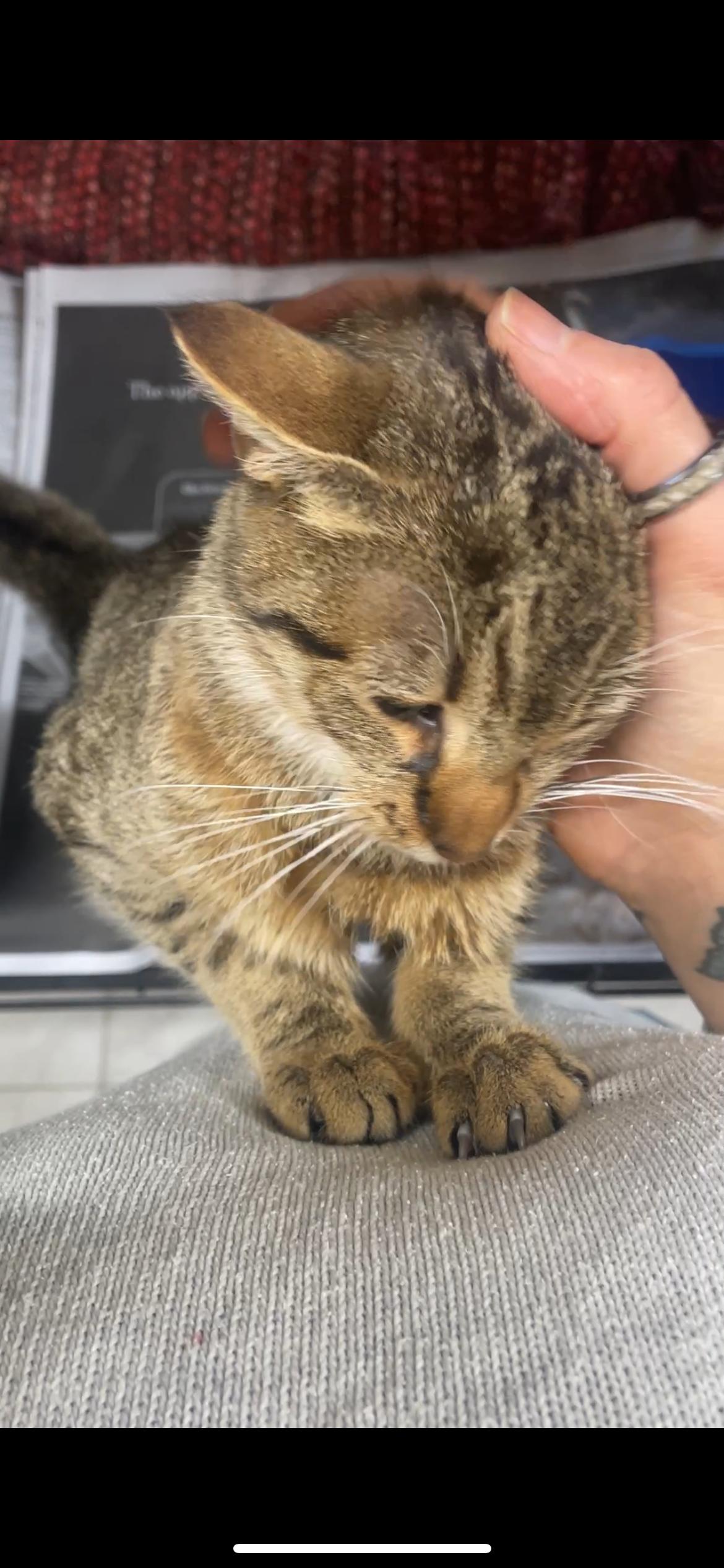 Enlarge Nichie, an adopted Domestic Short Hair in South Ozone Park, NY image 3/5