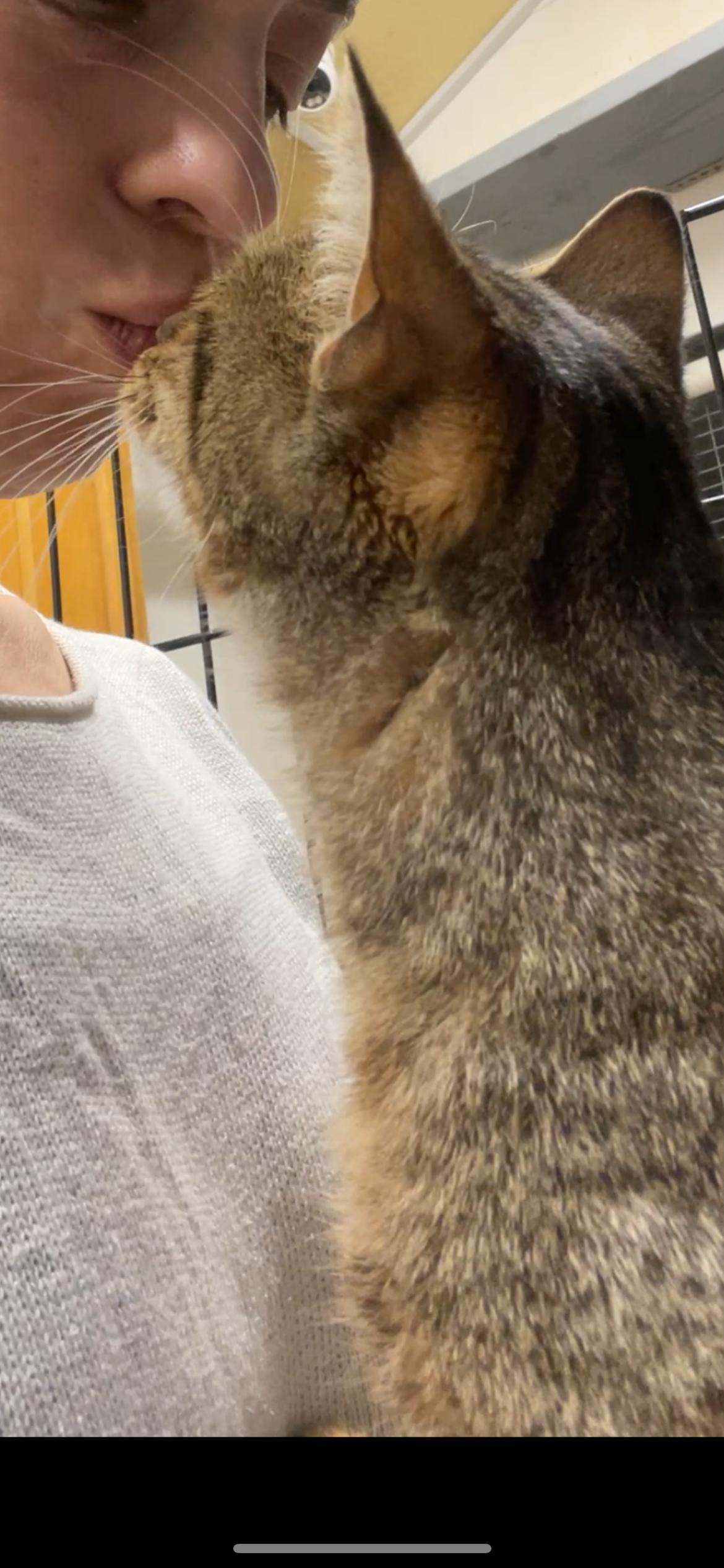 Enlarge Nichie, an adopted Domestic Short Hair in South Ozone Park, NY image 4/5