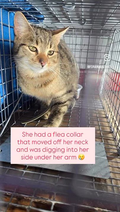 Enlarge Nichie, an adopted Domestic Short Hair in South Ozone Park, NY video 2/5