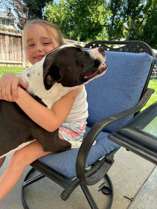 Enlarge Stella, a Adoptable Pit Bull Terrier in Seattle, WA image 3/4