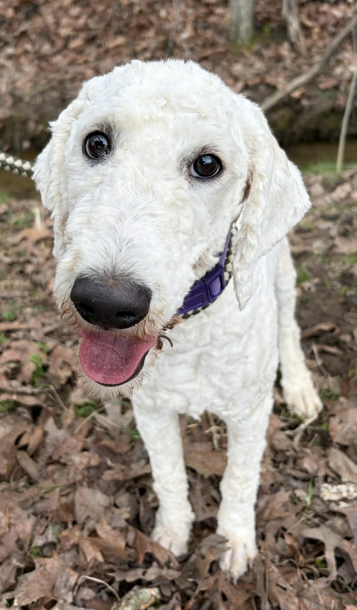 Enlarge Pebbles, an adopted Goldendoodle in Newport, TN image 3/5