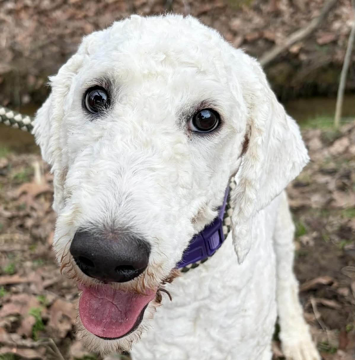 Enlarge Pebbles, an adopted Goldendoodle in Newport, TN image 1/5