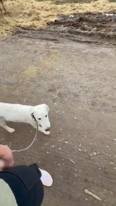 Enlarge Pebbles, an adopted Goldendoodle in Newport, TN video 4/5