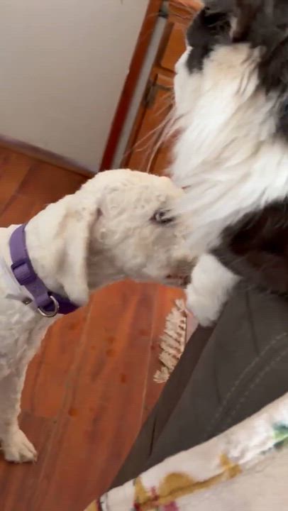 Enlarge Pebbles, an adopted Goldendoodle in Newport, TN video 5/5