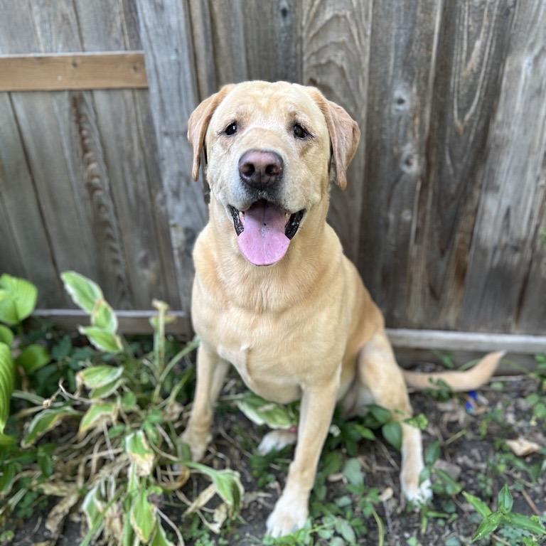 Sbubby D12837, Adoptable, Senior Male Yellow Labrador Retriever.