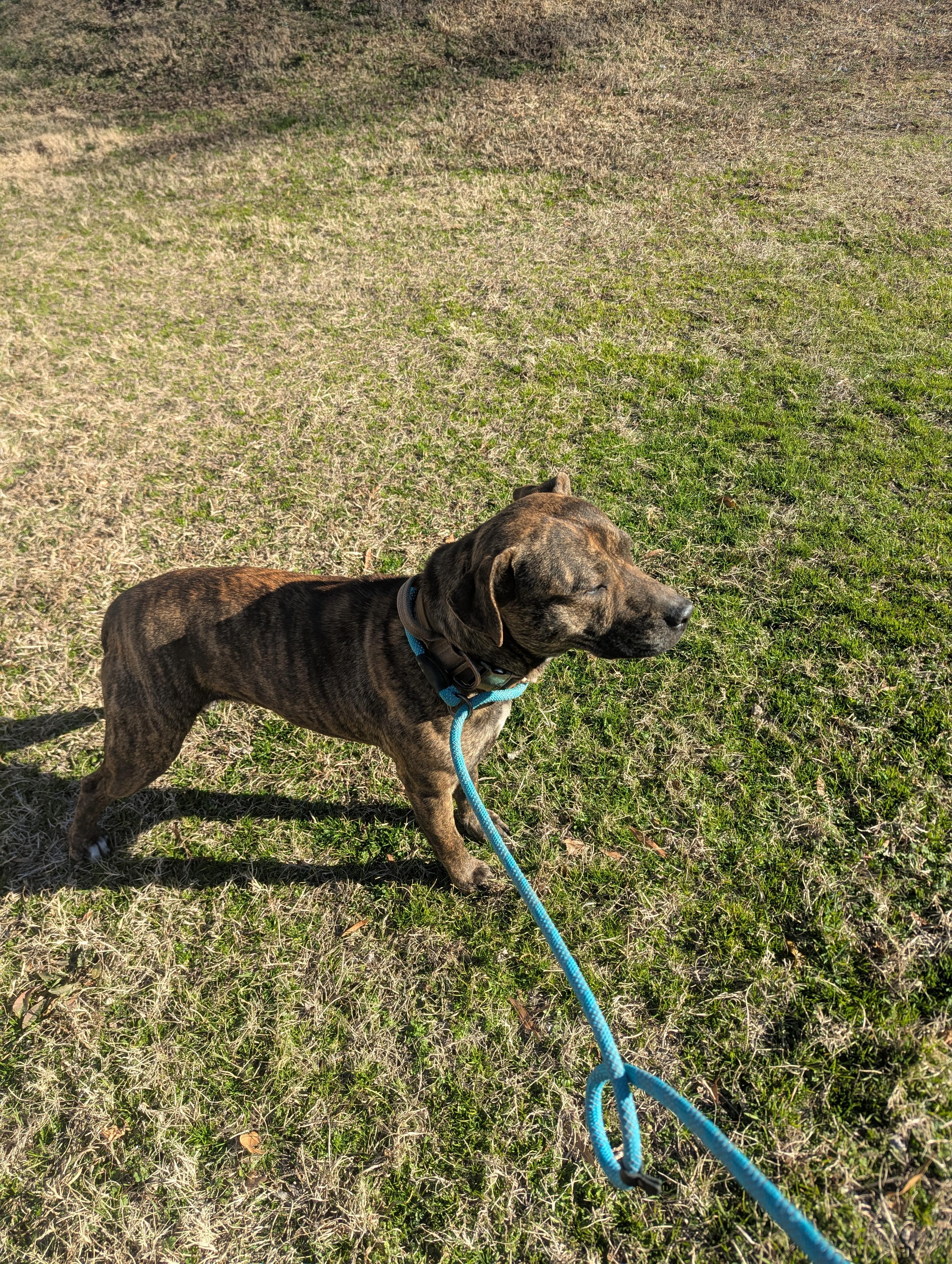 Enlarge Cletis4627B, a ADOPTABLE mixed breed in Rocky Mount, NC image 1/3