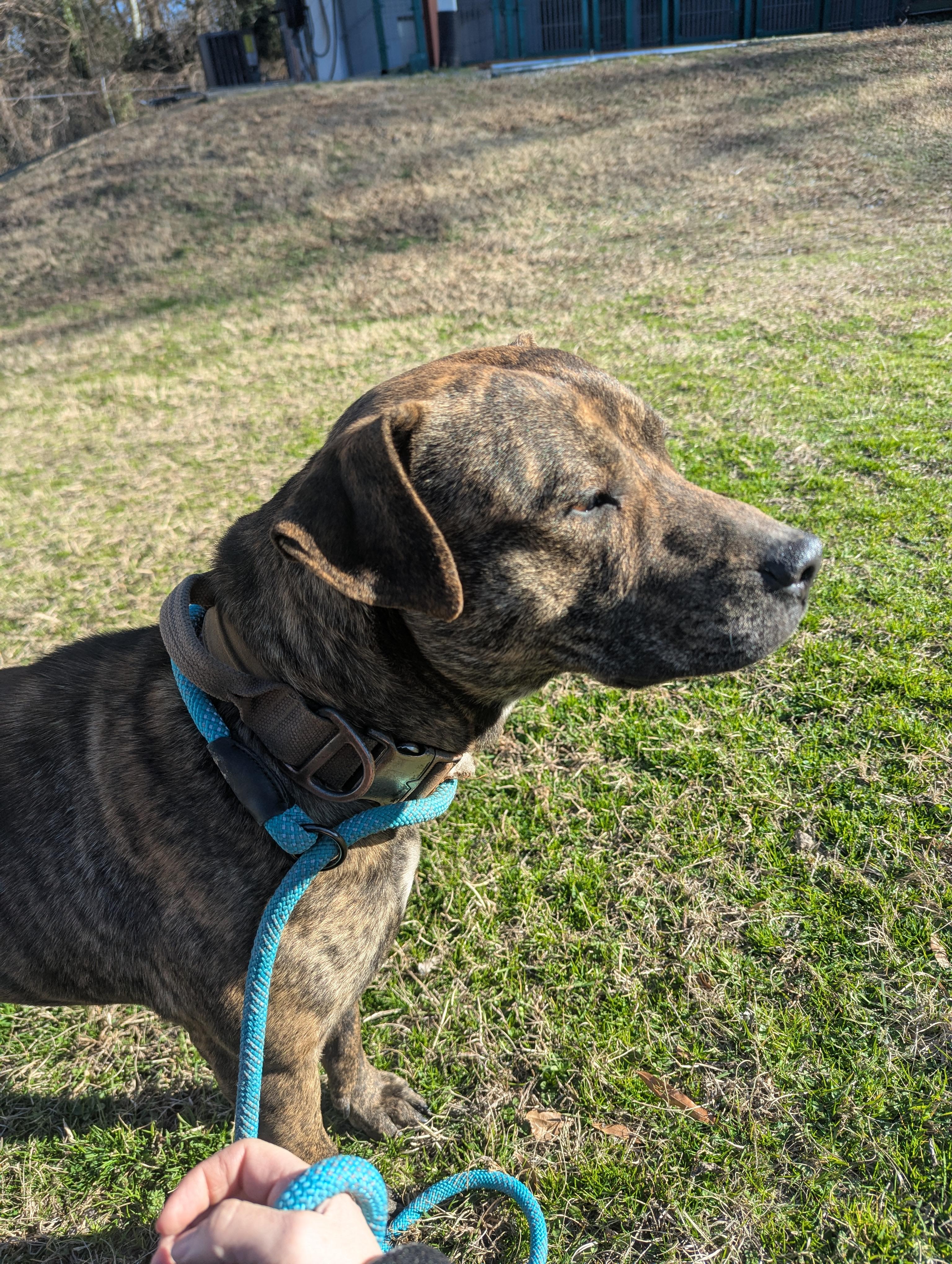 Enlarge Cletis4627B, a ADOPTABLE mixed breed in Rocky Mount, NC image 2/3