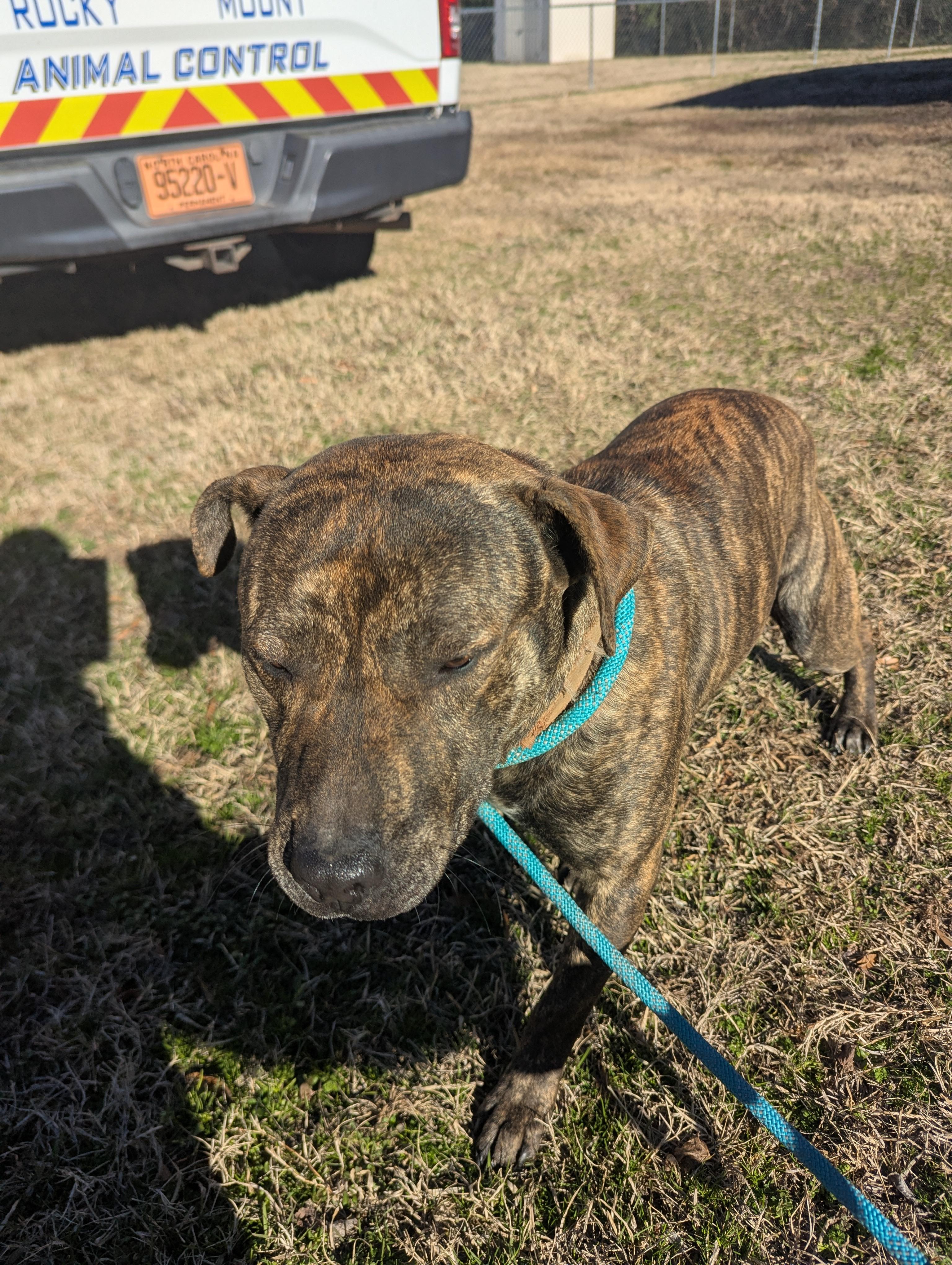 Enlarge Cletis4627B, a ADOPTABLE mixed breed in Rocky Mount, NC image 3/3