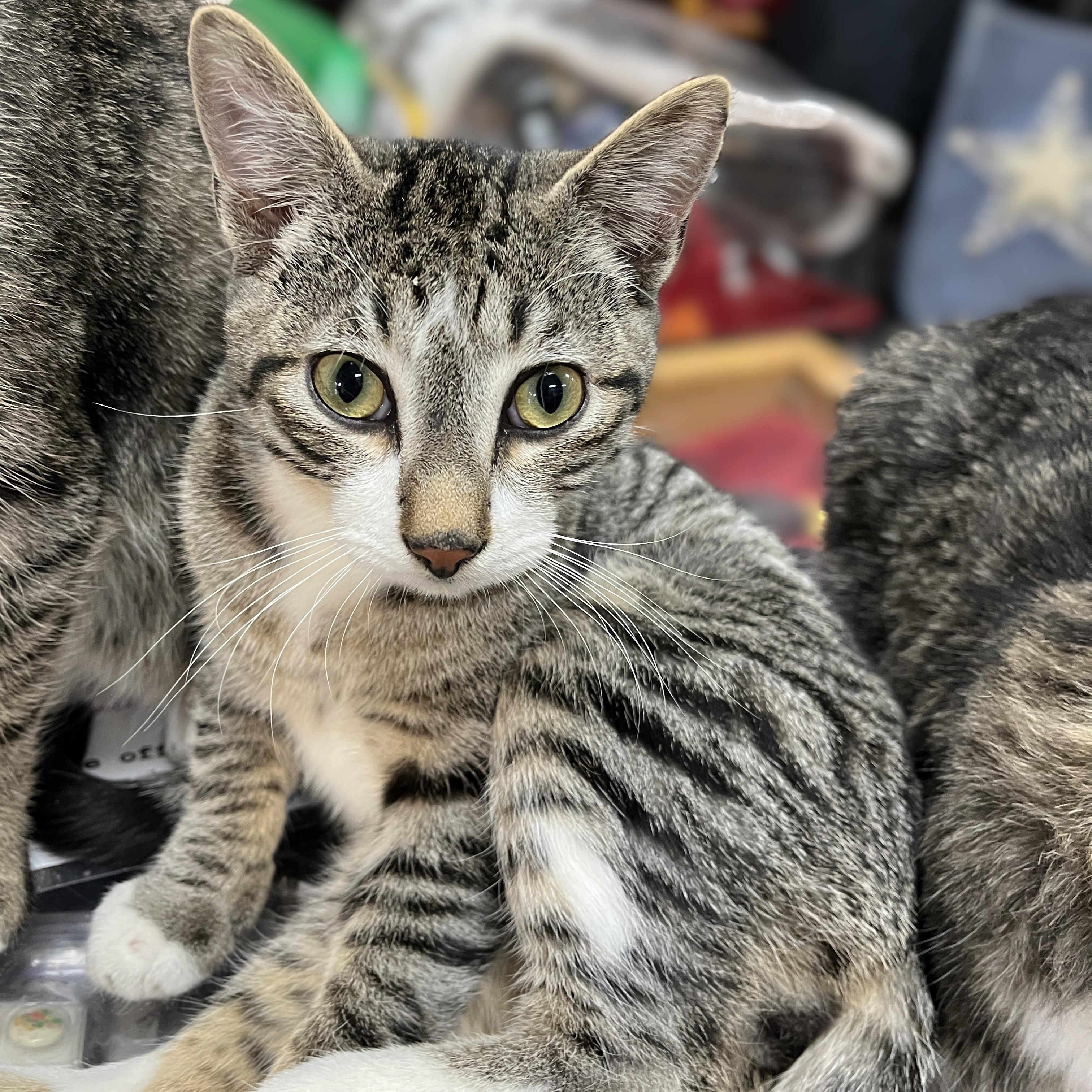 Freddie, adopted, Kitten Male Domestic Short Hair.