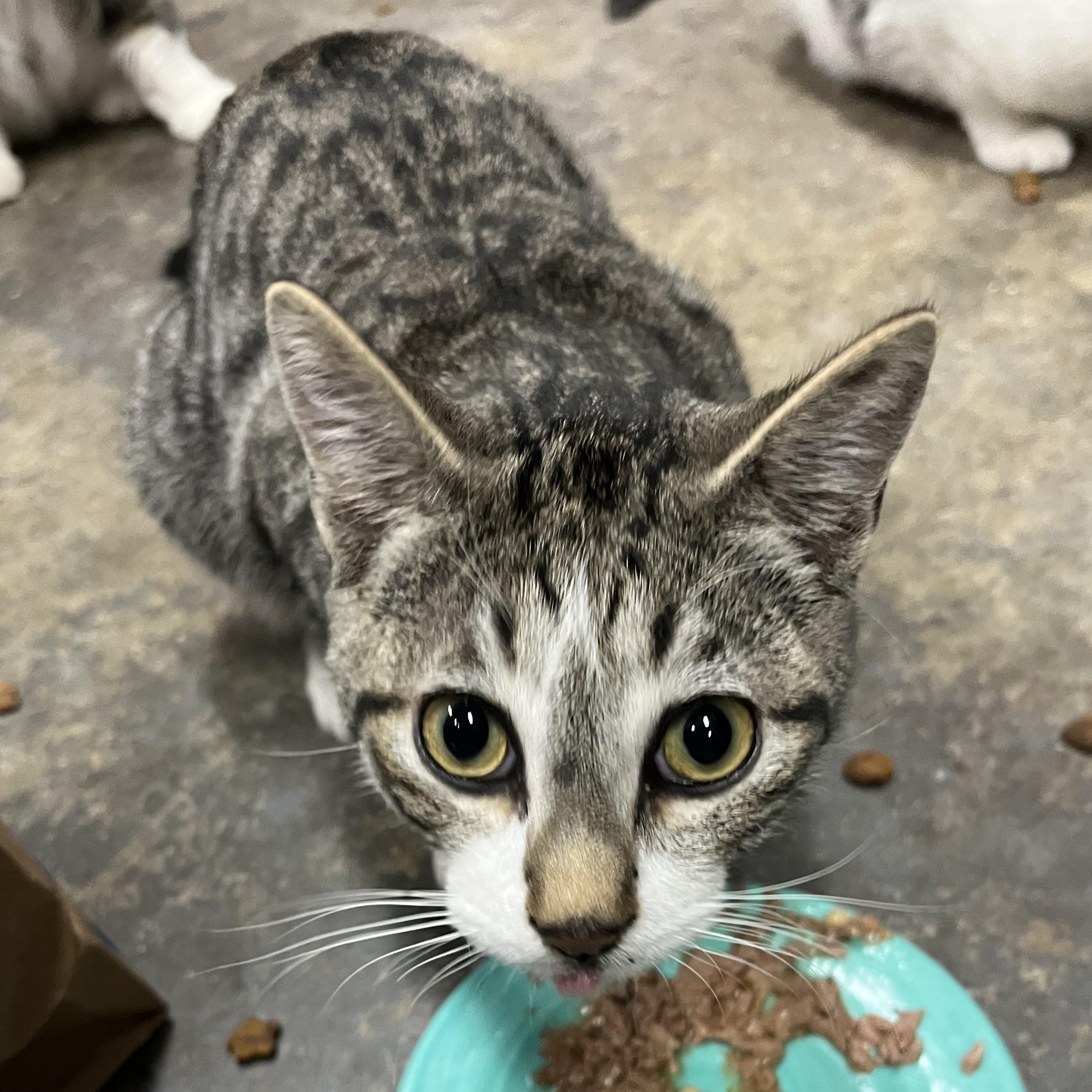 Enlarge Freddie, an adopted Domestic Short Hair in Shingletown, CA image 3/4