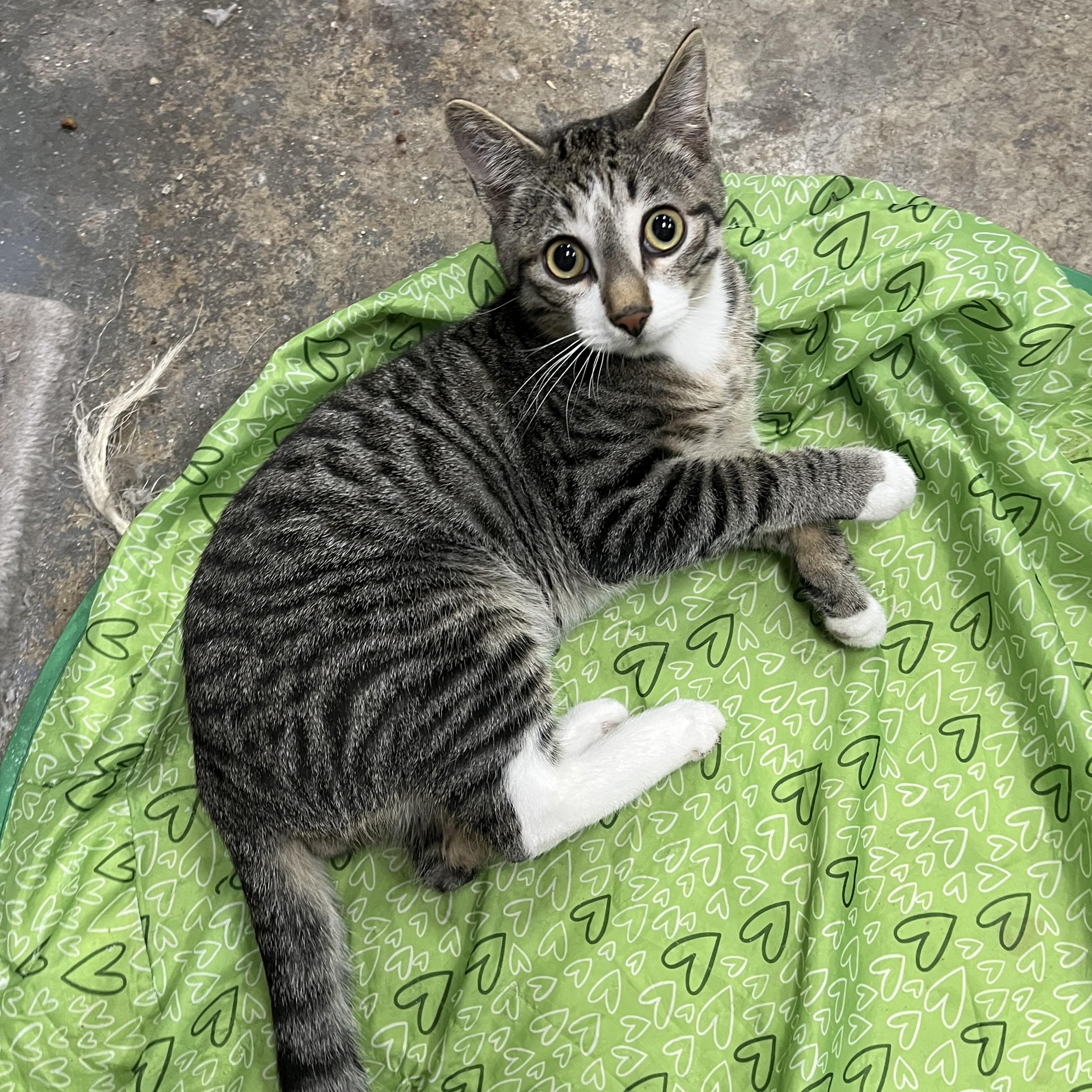 Enlarge Freddie, an adopted Domestic Short Hair in Shingletown, CA image 4/4