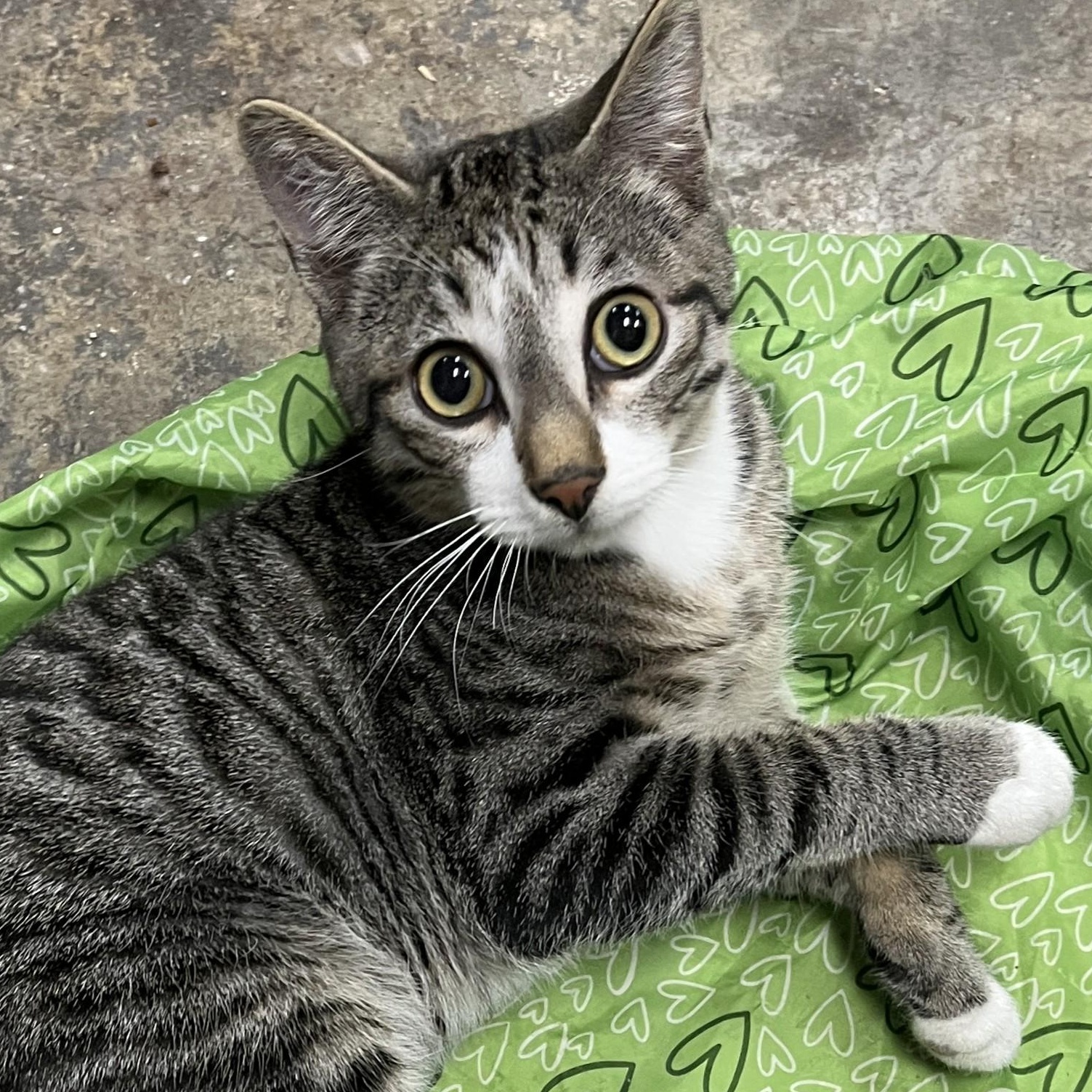 Enlarge Freddie, an adopted Domestic Short Hair in Shingletown, CA image 2/4