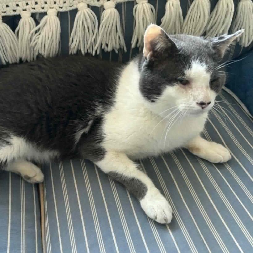 Enlarge Clay, an adopted Domestic Short Hair in Eatontown, NJ image 5/6