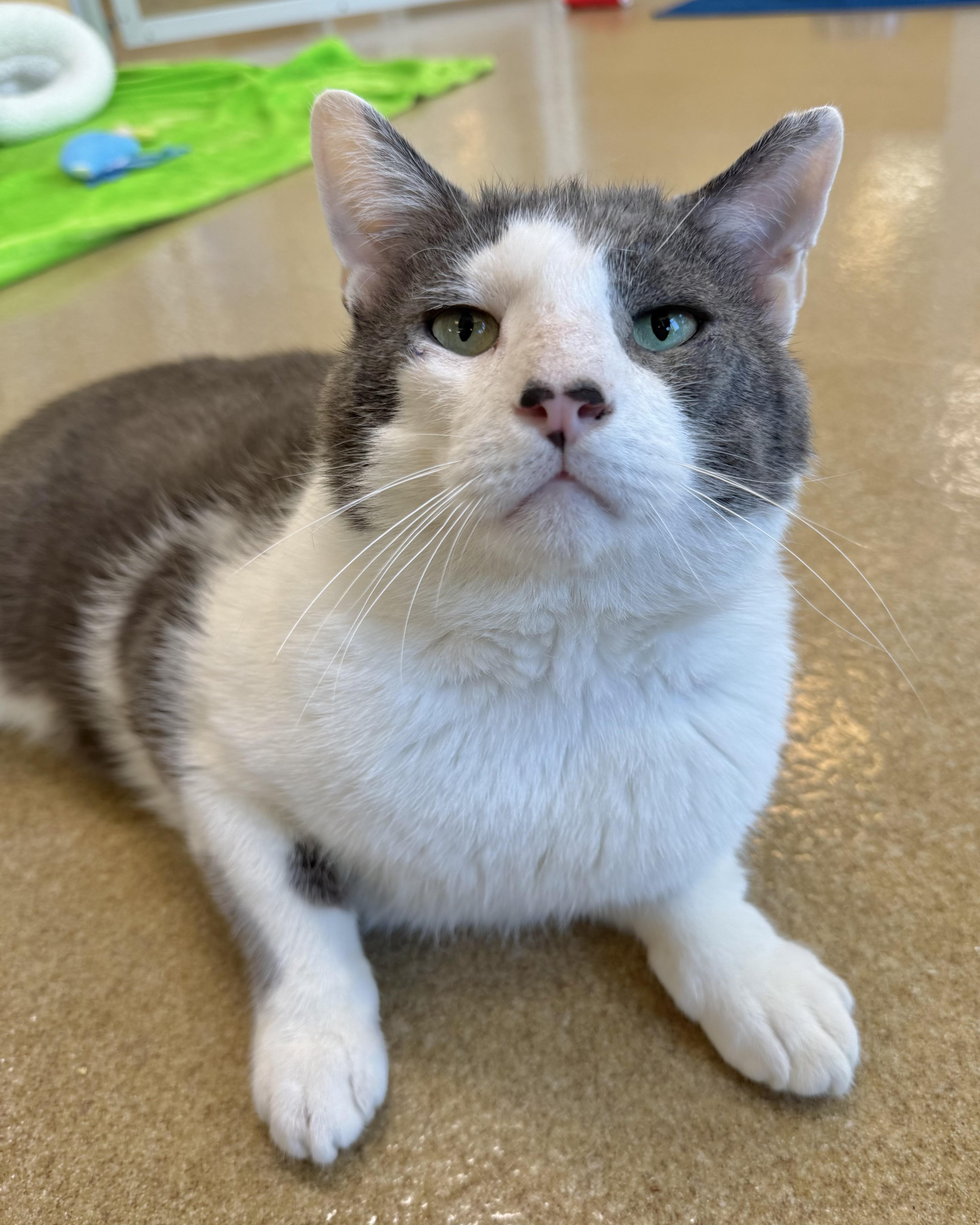 Clay, adopted, Adult Male Domestic Short Hair.