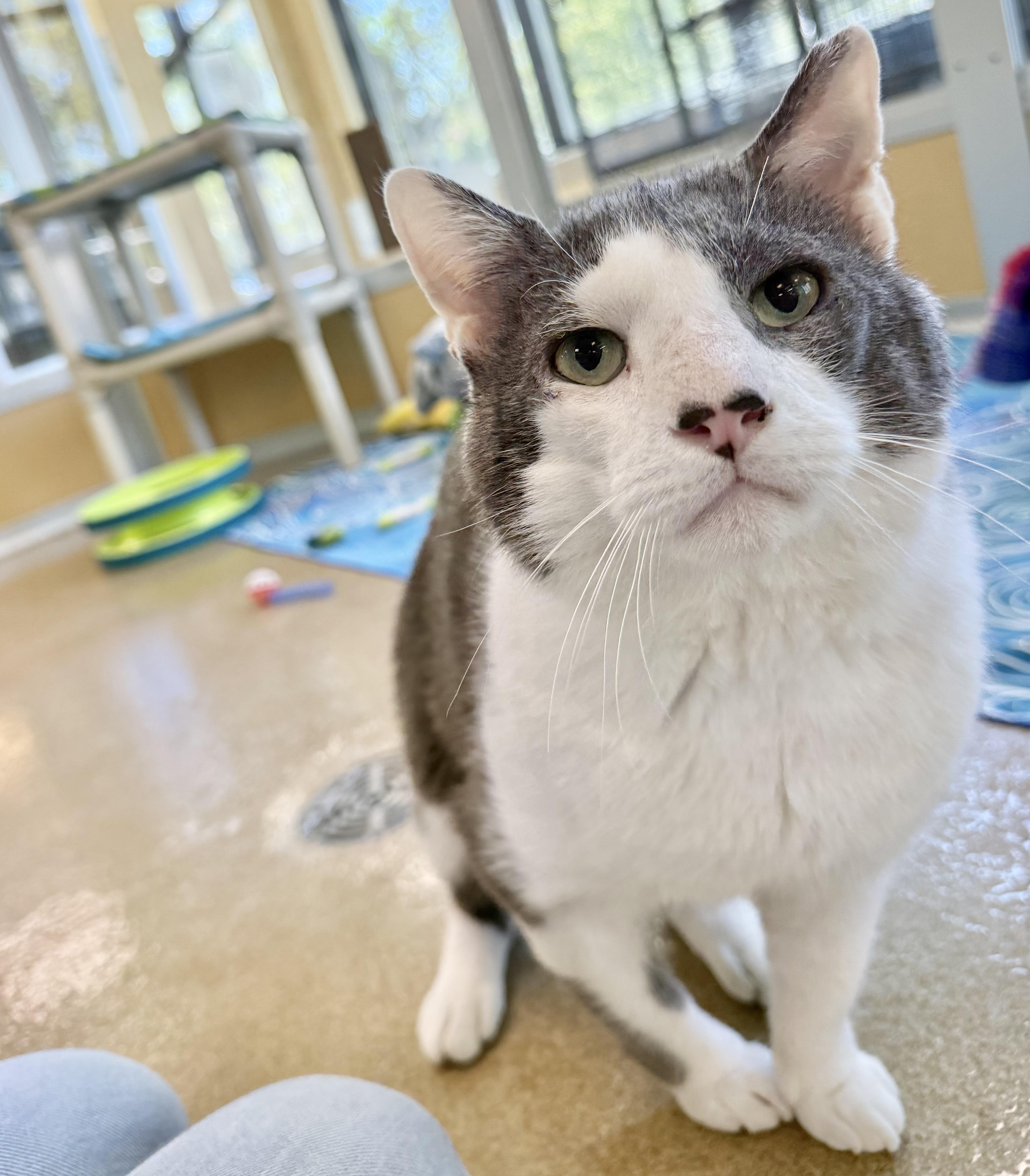 Enlarge Clay, an adopted Domestic Short Hair in Eatontown, NJ image 6/6