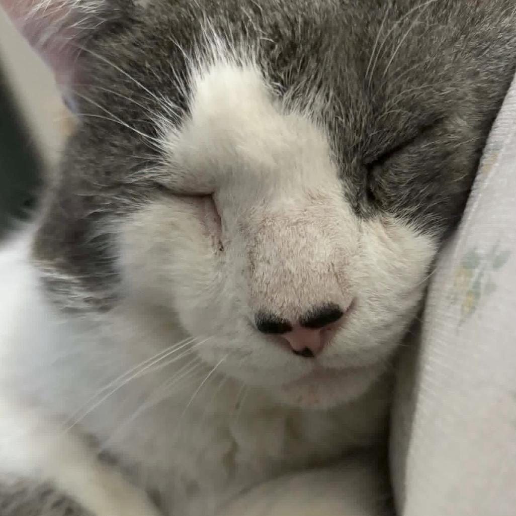 Enlarge Clay, an adopted Domestic Short Hair in Eatontown, NJ image 2/6