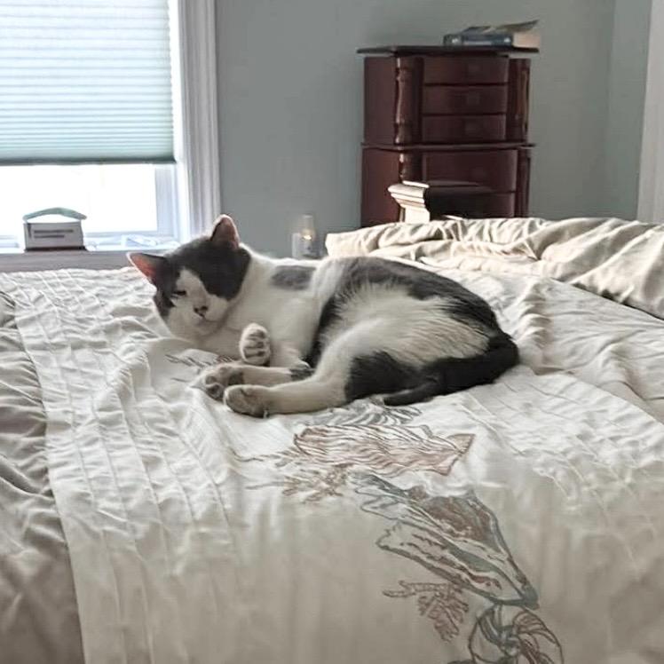 Enlarge Clay, an adopted Domestic Short Hair in Eatontown, NJ image 4/6