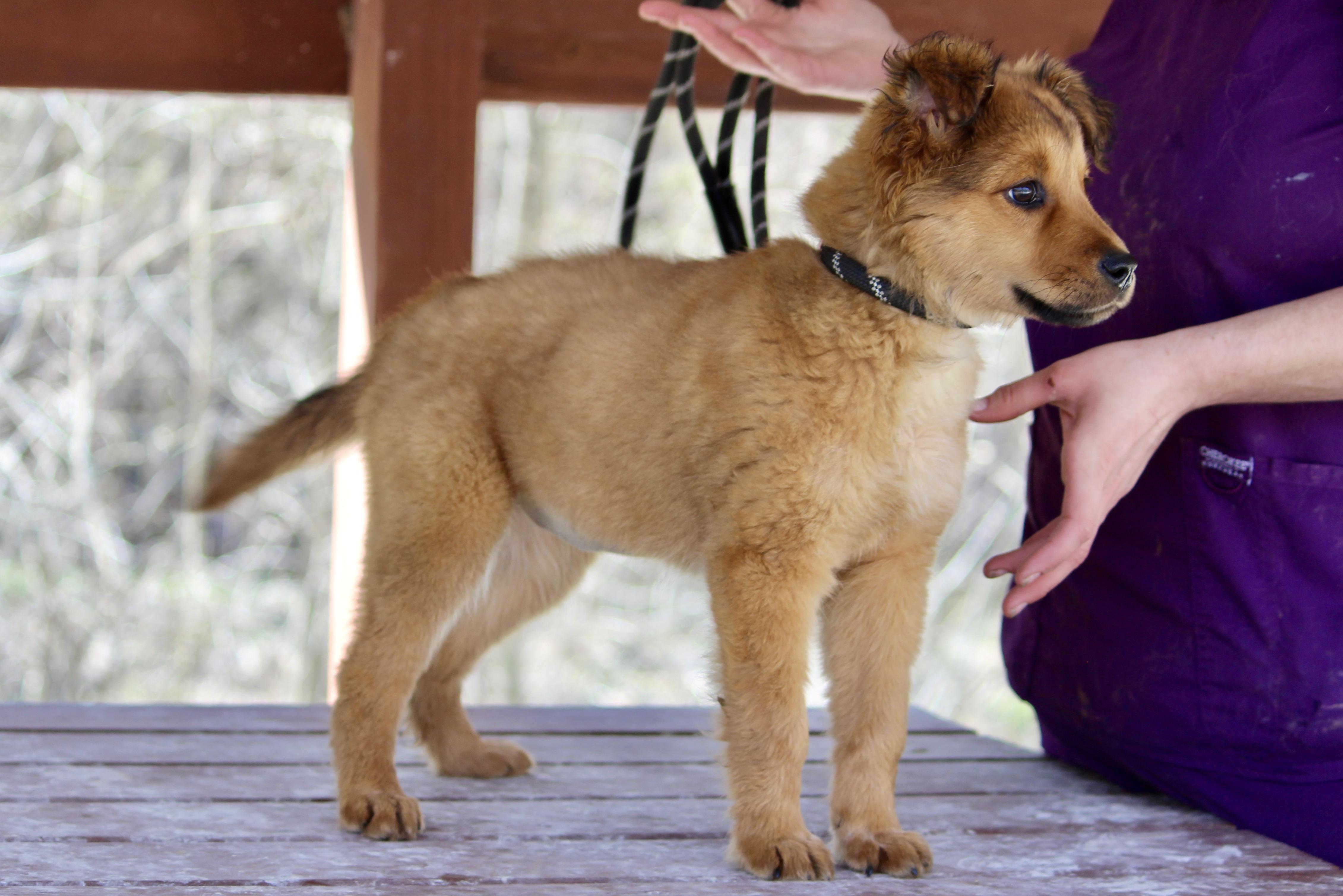 Enlarge TAFFY, an adopted Mixed Breed in Brazil, IN image 4/5
