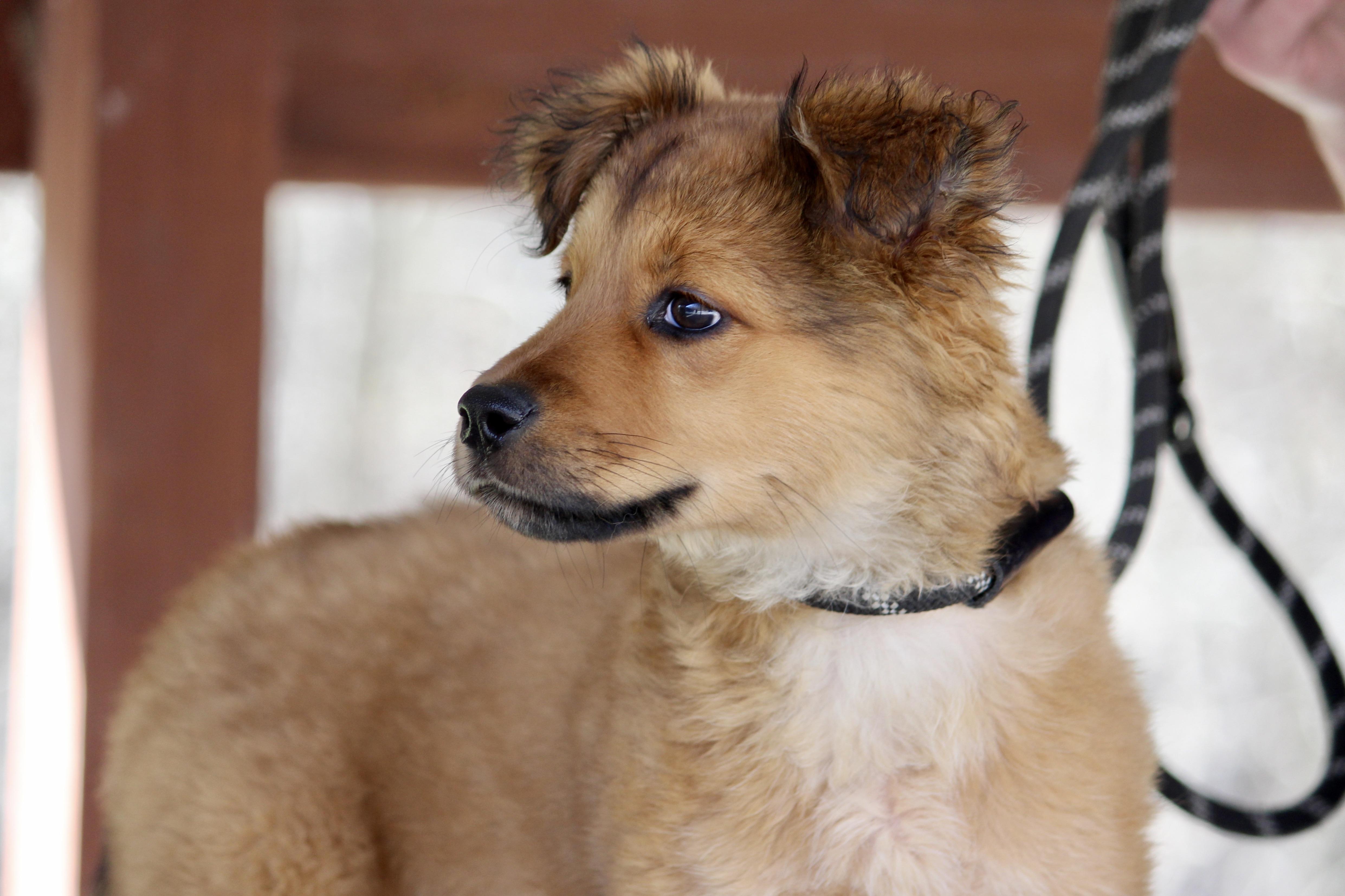 Enlarge TAFFY, an adopted Mixed Breed in Brazil, IN image 5/5