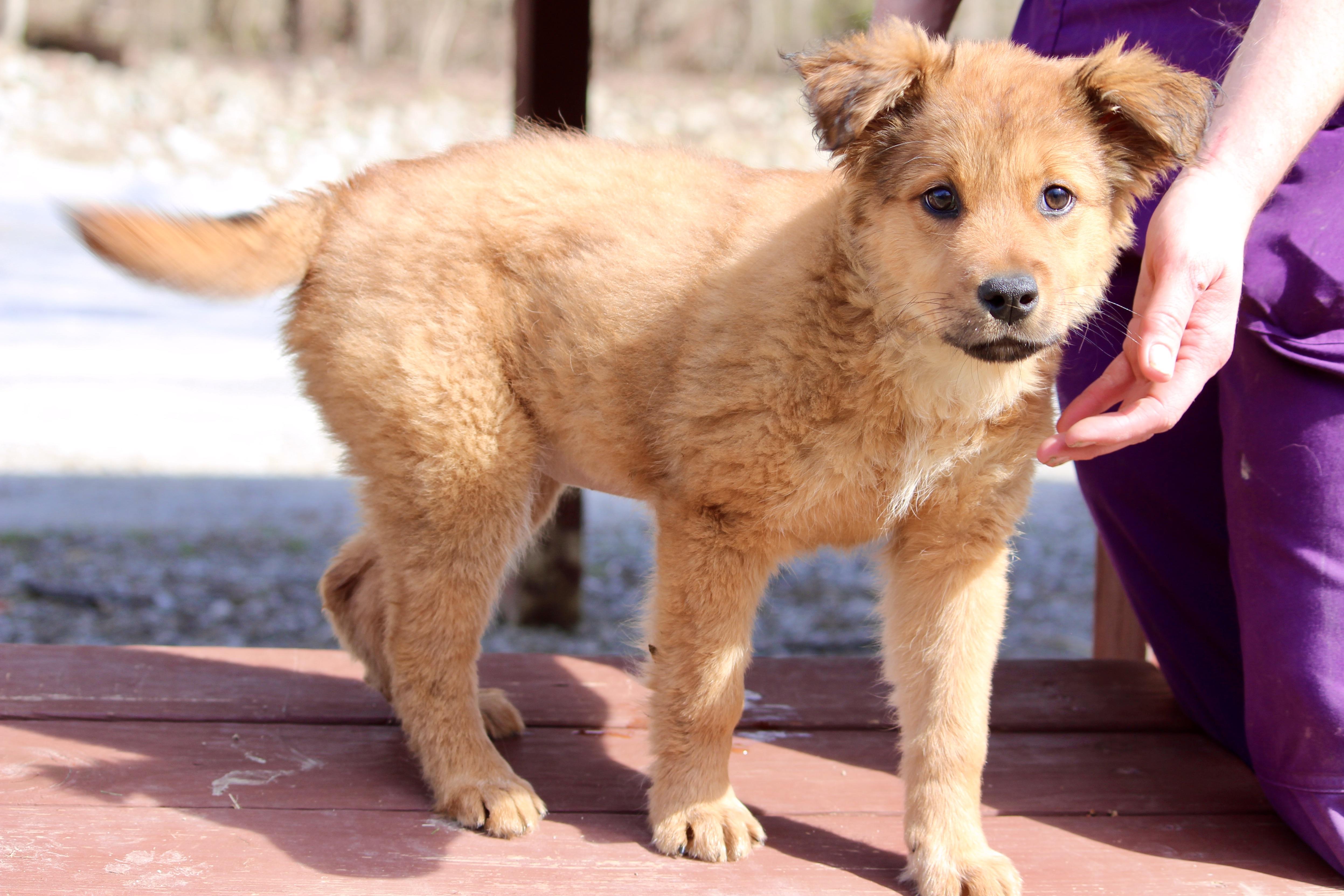 Enlarge TAFFY, an adopted Mixed Breed in Brazil, IN image 2/5