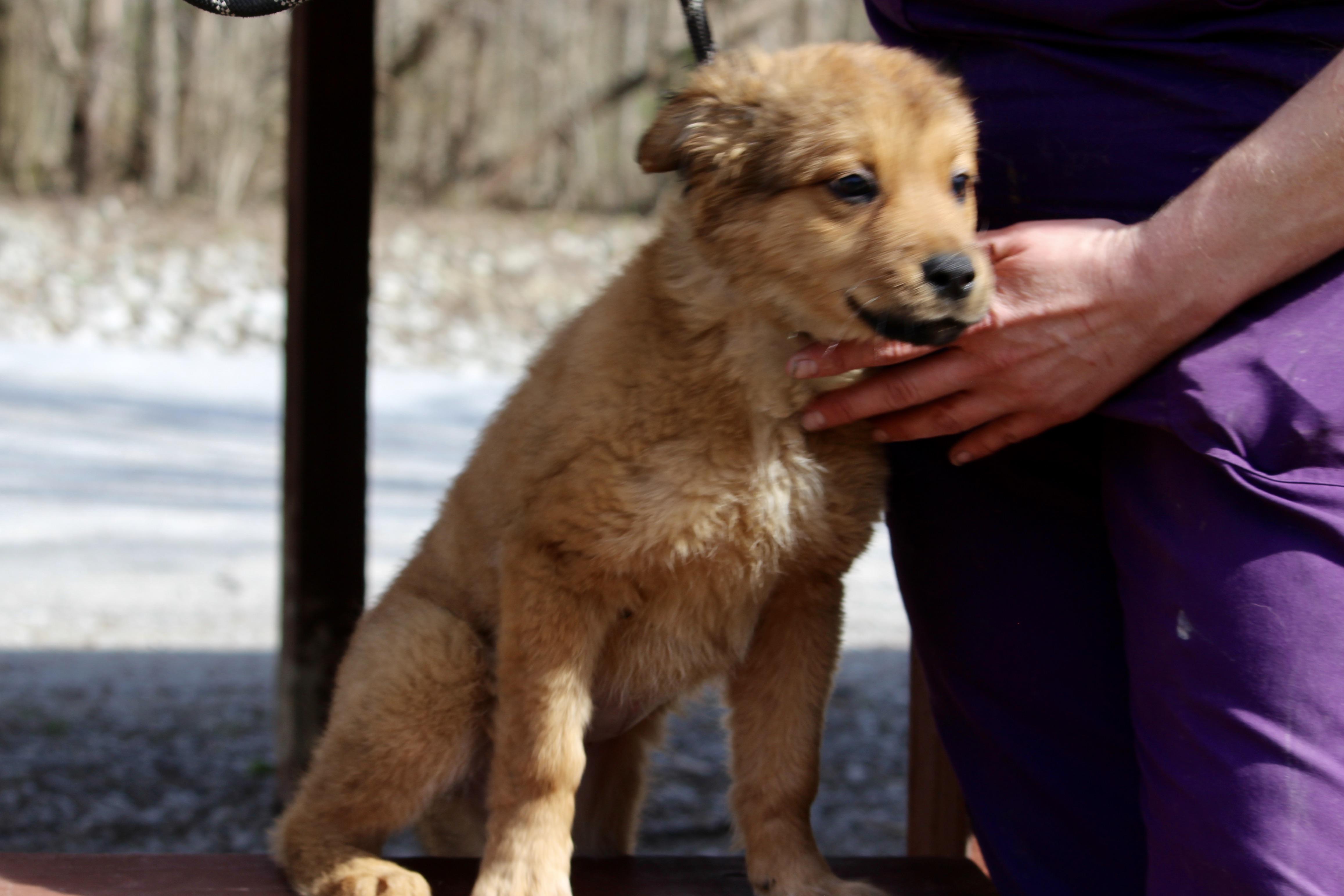 Enlarge TAFFY, an adopted Mixed Breed in Brazil, IN image 3/5