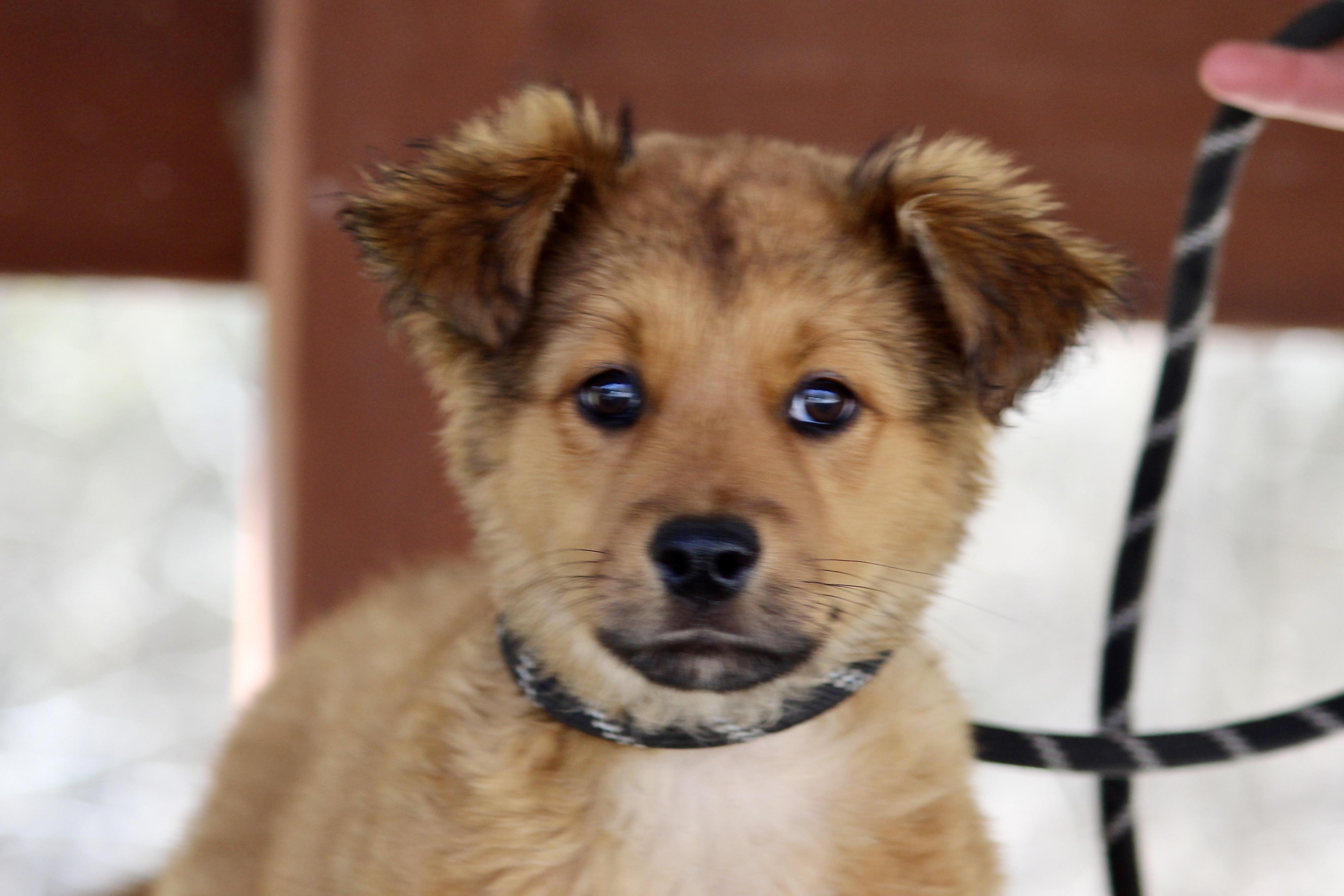 TAFFY, adopted, Puppy Female Mixed Breed.