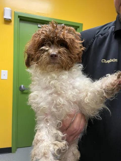 Korra, Adoptable, Adult Female Poodle.
