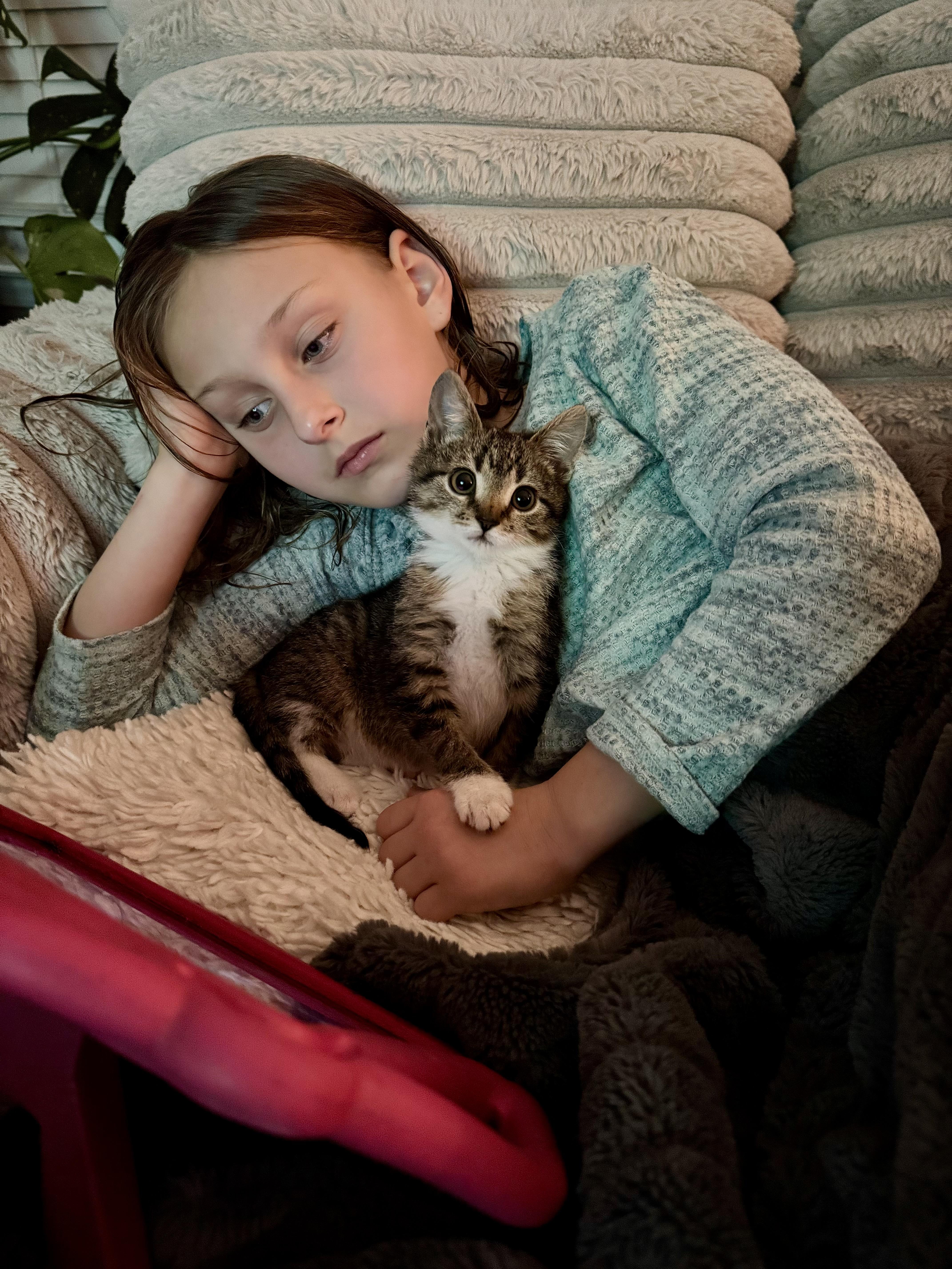 Enlarge Pineapple , a ADOPTABLE Domestic Short Hair in Mt Pleasant, SC image 2/5