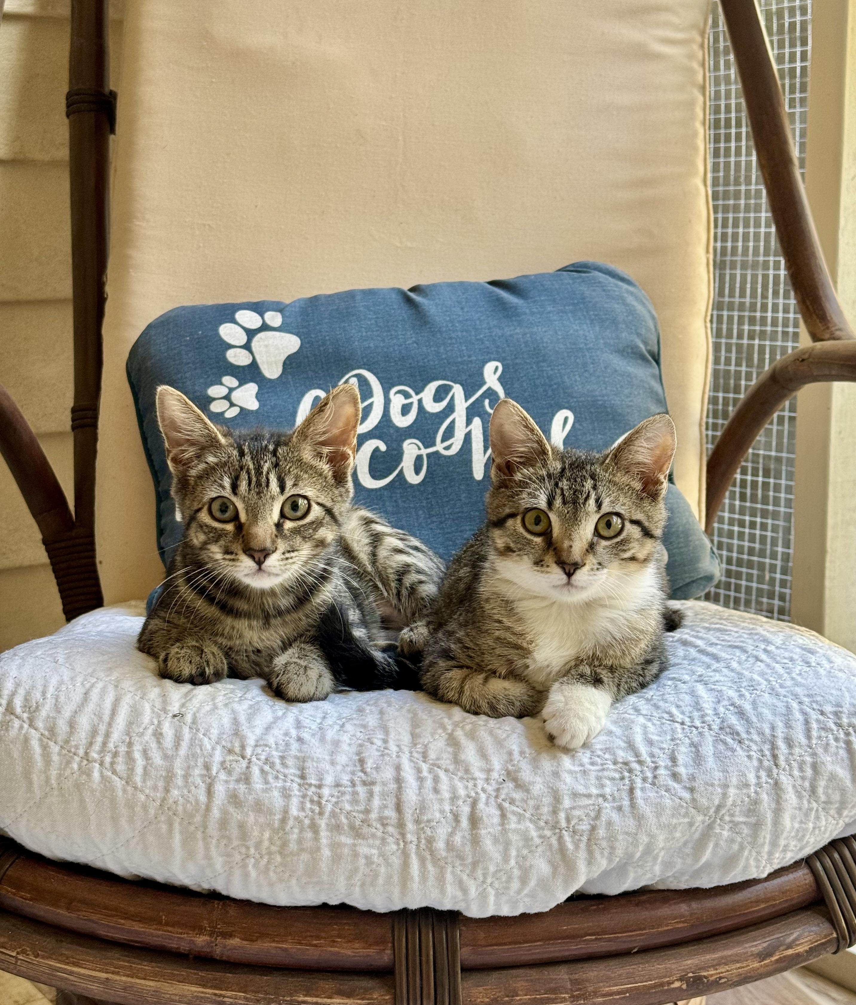 Enlarge Pineapple , a ADOPTABLE Domestic Short Hair in Mt Pleasant, SC image 3/5