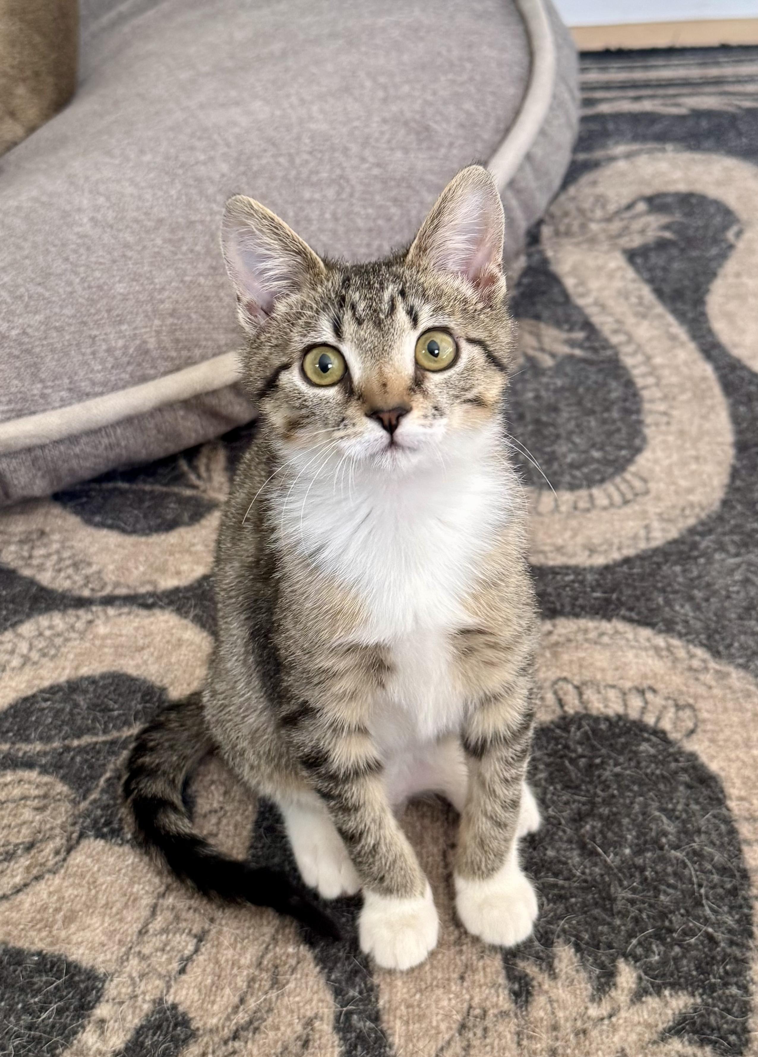 Pineapple , ADOPTABLE, Kitten Female Domestic Short Hair.