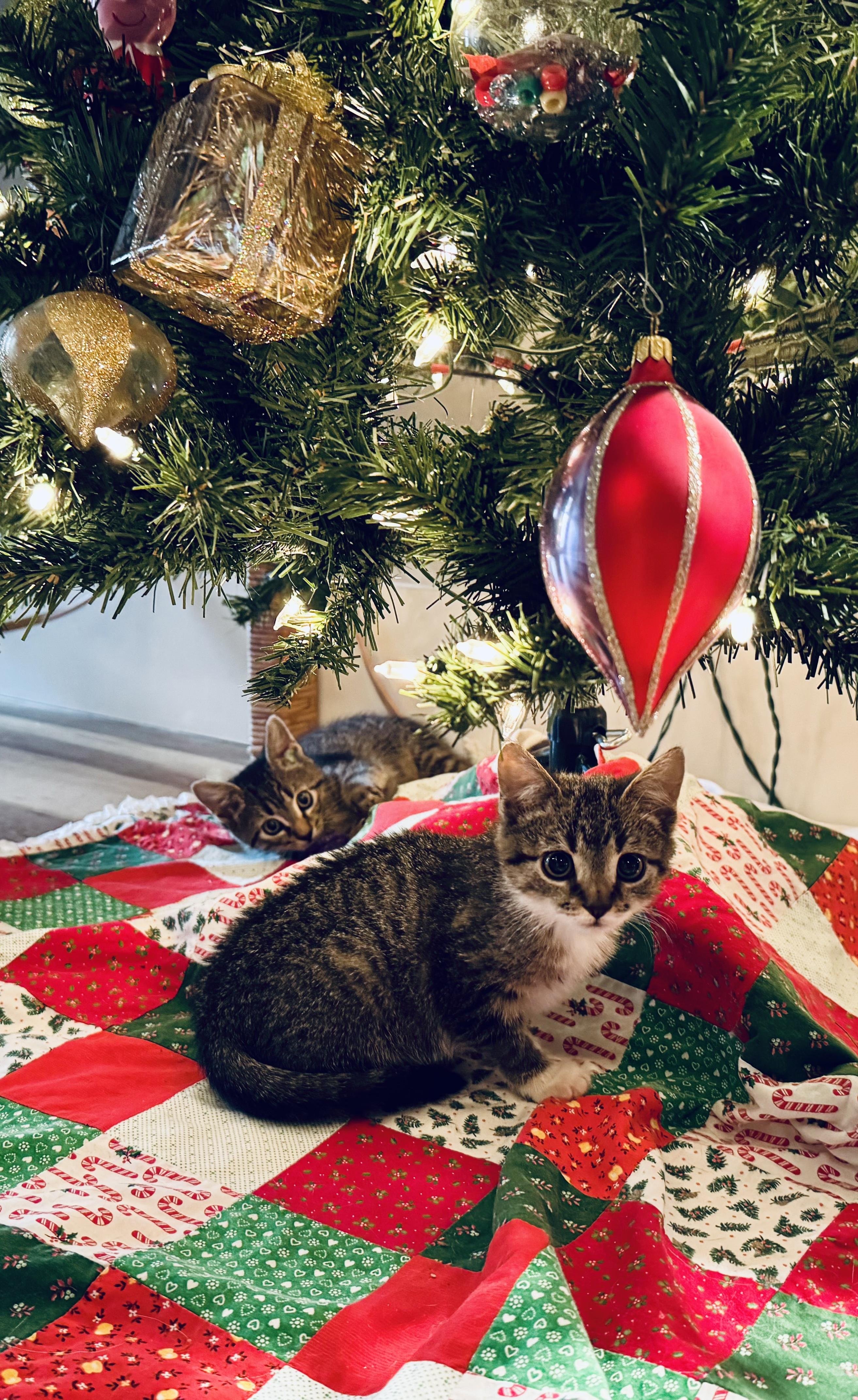 Enlarge Pineapple , a ADOPTABLE Domestic Short Hair in Mt Pleasant, SC image 5/5