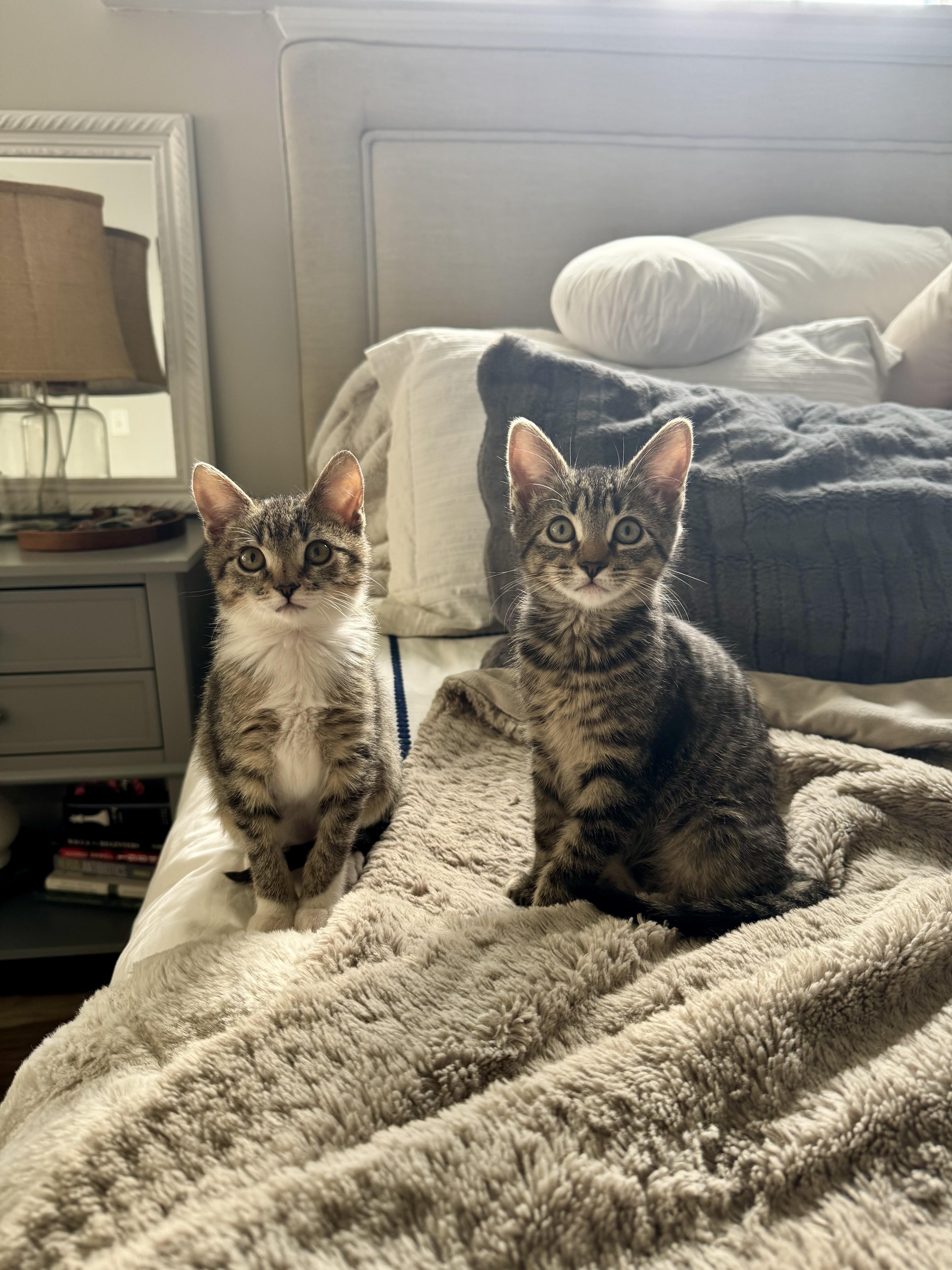 Enlarge Pineapple , a ADOPTABLE Domestic Short Hair in Mt Pleasant, SC image 4/5