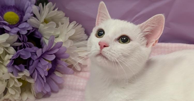 Peesha, Adoptable, Young Female Domestic Short Hair.