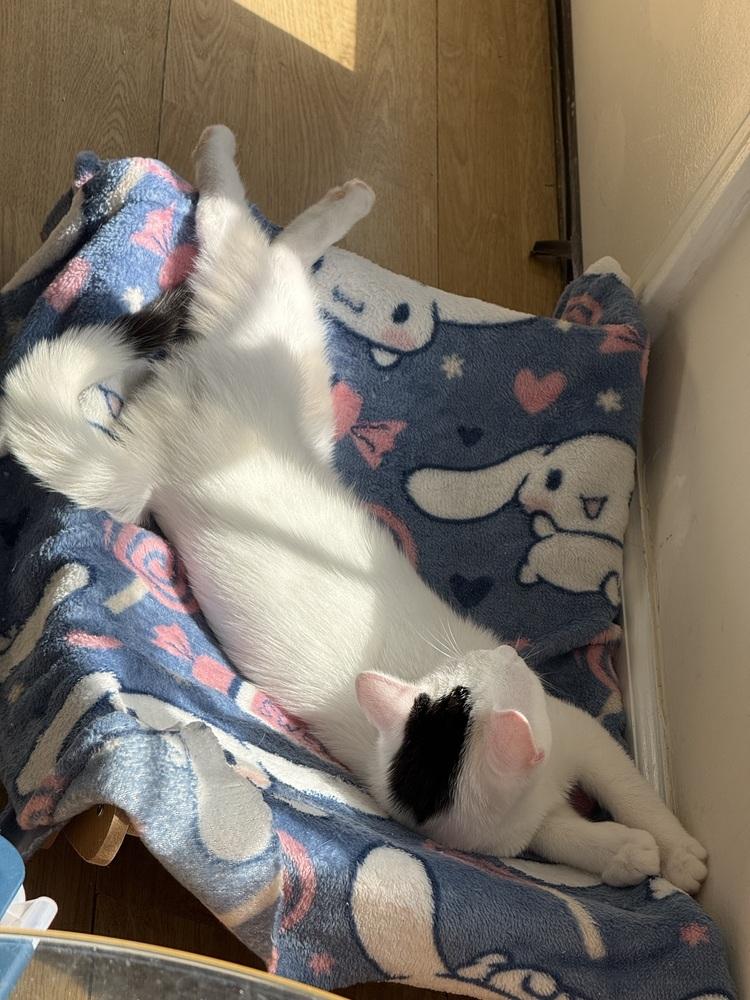 Enlarge Peesha, a Adoptable mixed breed in Greensboro, NC image 2/6