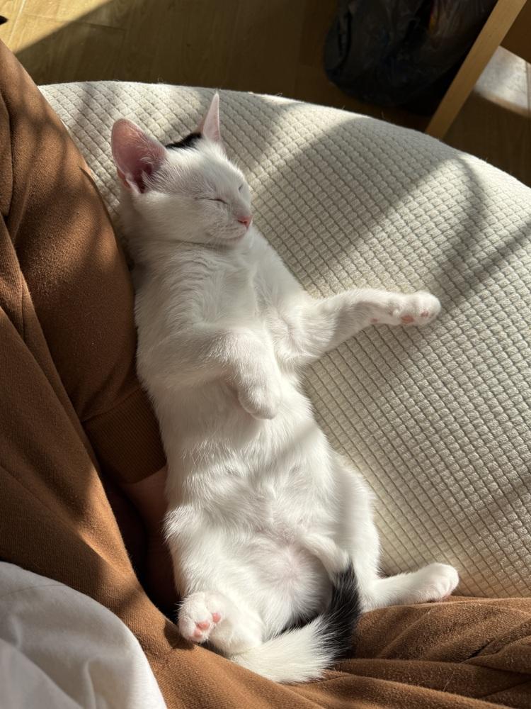 Enlarge Peesha, a Adoptable mixed breed in Greensboro, NC image 3/6