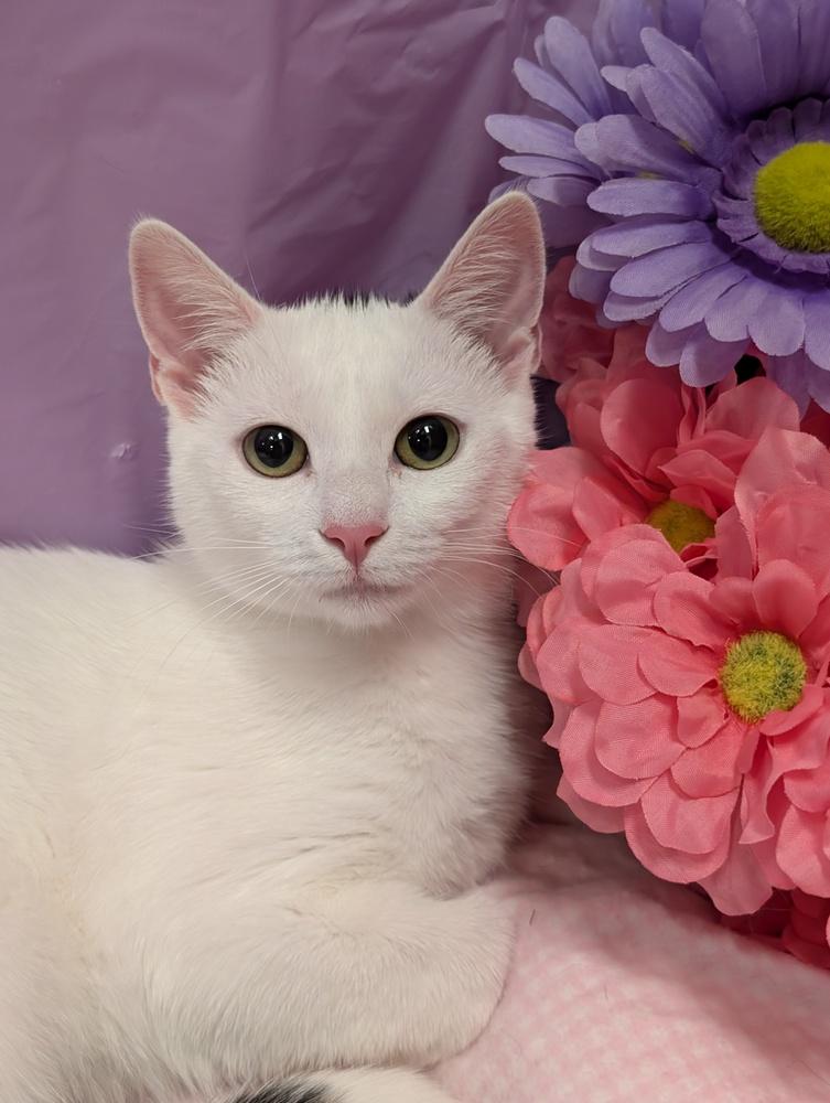 Enlarge Peesha, a Adoptable mixed breed in Greensboro, NC image 4/6