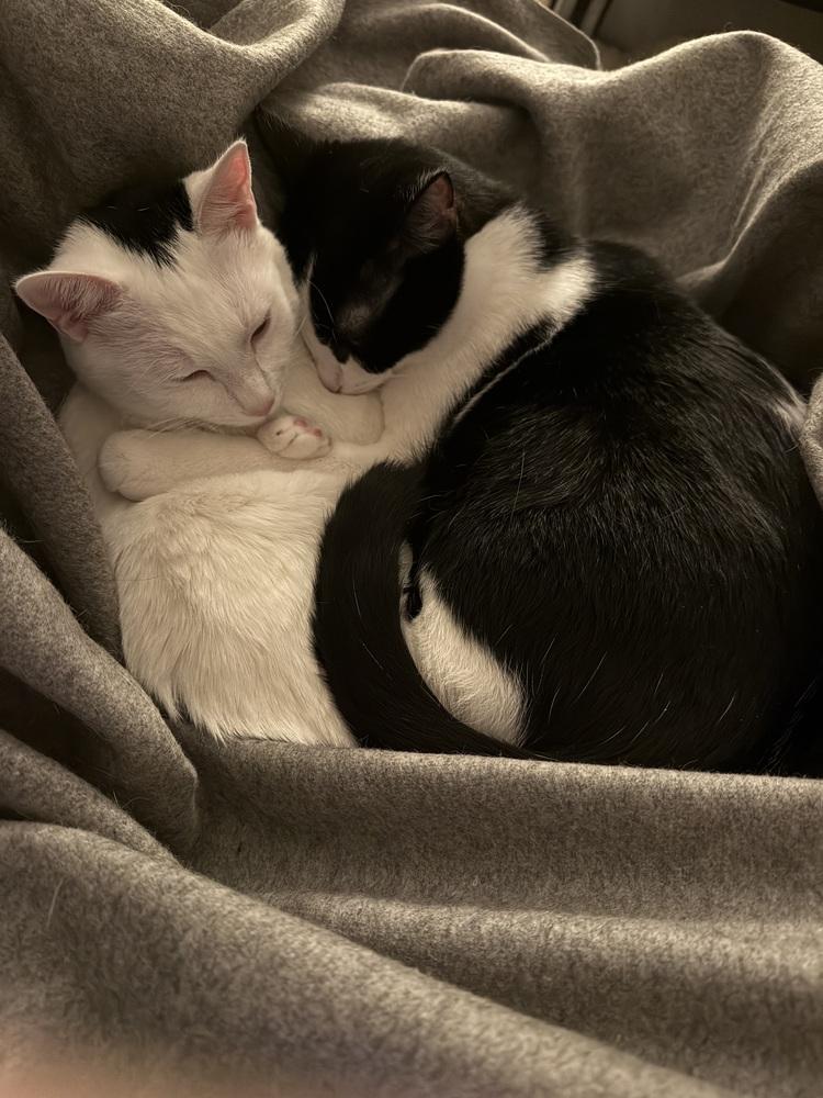 Enlarge Peesha, a Adoptable mixed breed in Greensboro, NC image 3/5