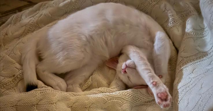 Enlarge Peesha, a Adoptable mixed breed in Greensboro, NC image 6/6