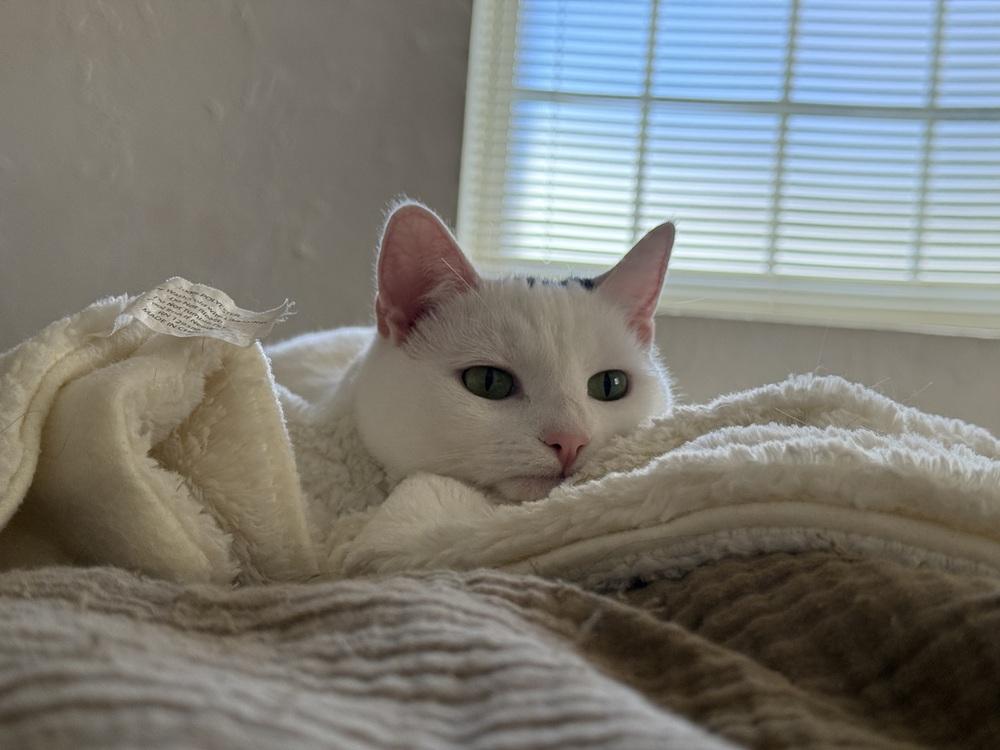 Peesha, Adoptable, Young Female Domestic Short Hair.