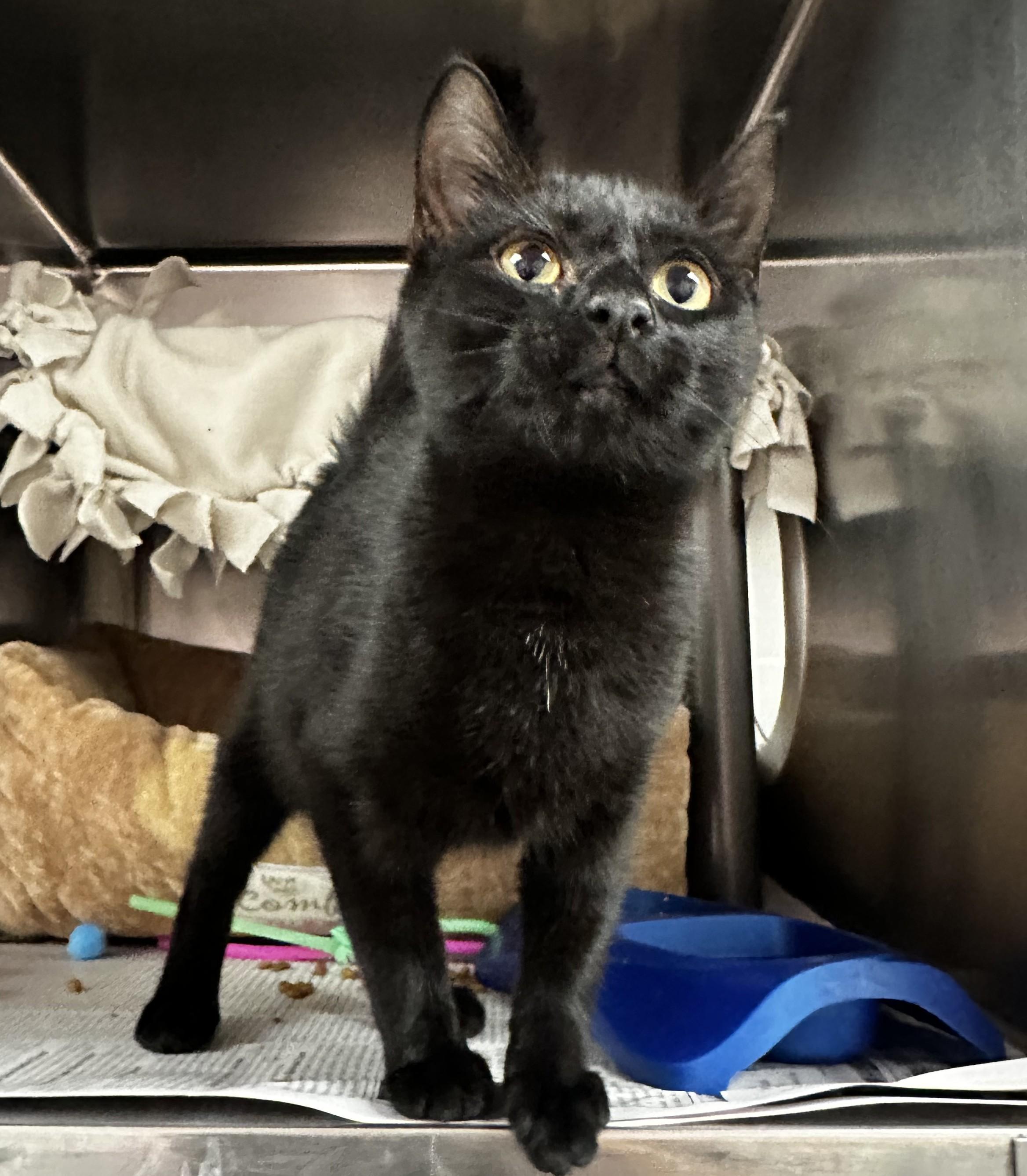 Harley — thumbnail 2