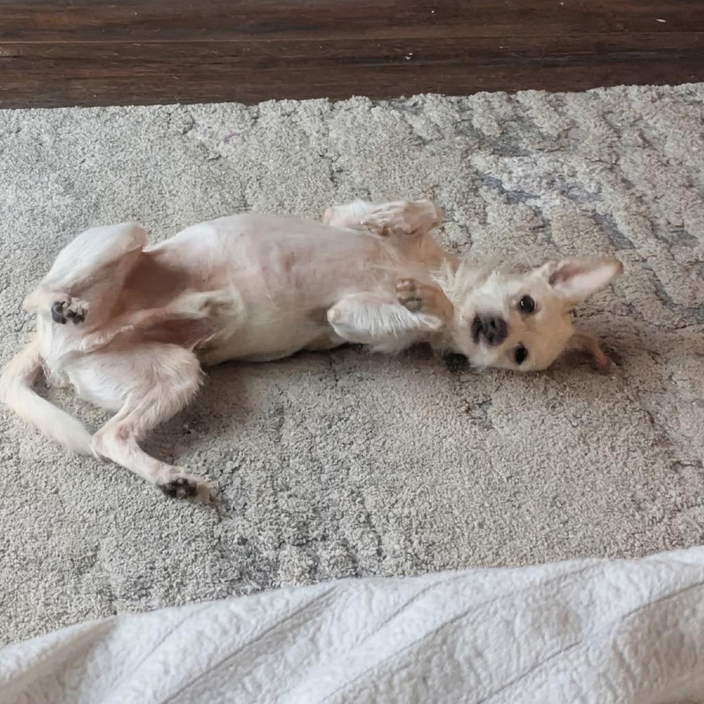 Enlarge Rickie, a Adoptable mixed breed in Oceanside, CA image 1/6